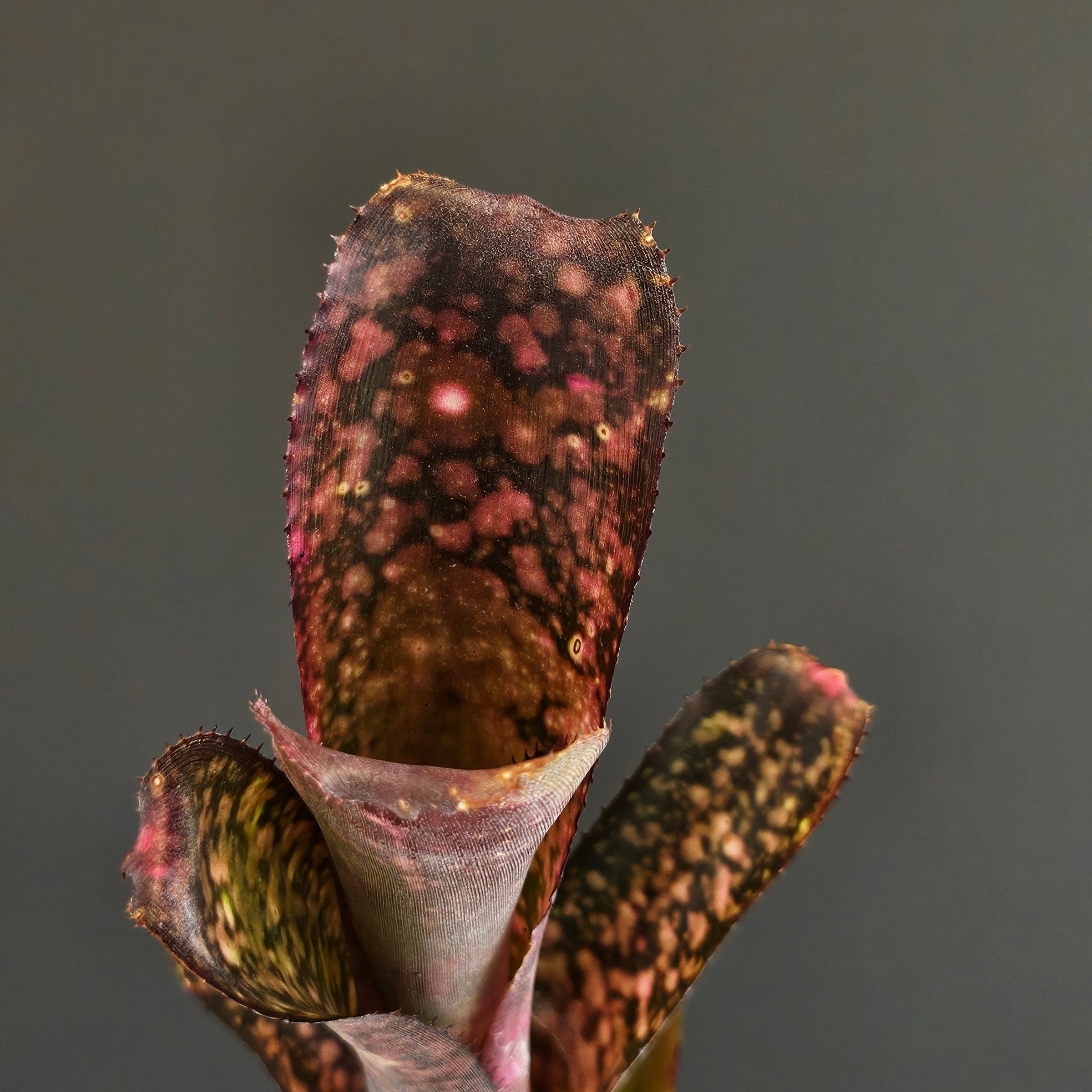 ビルベルギア Billbergia | Plants Baka - Online Shop