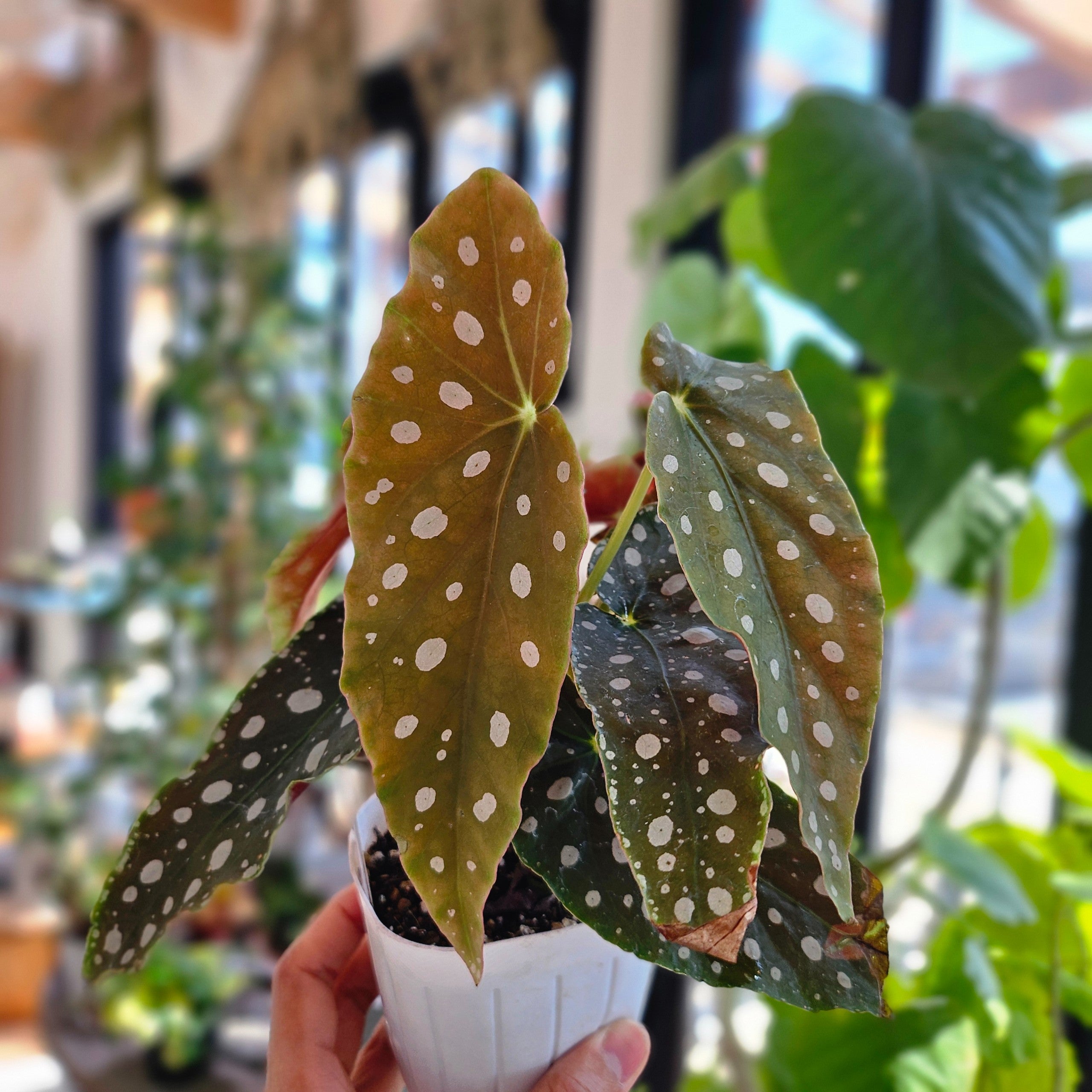 ベゴニア マクラータ | Plants Baka - Online Shop