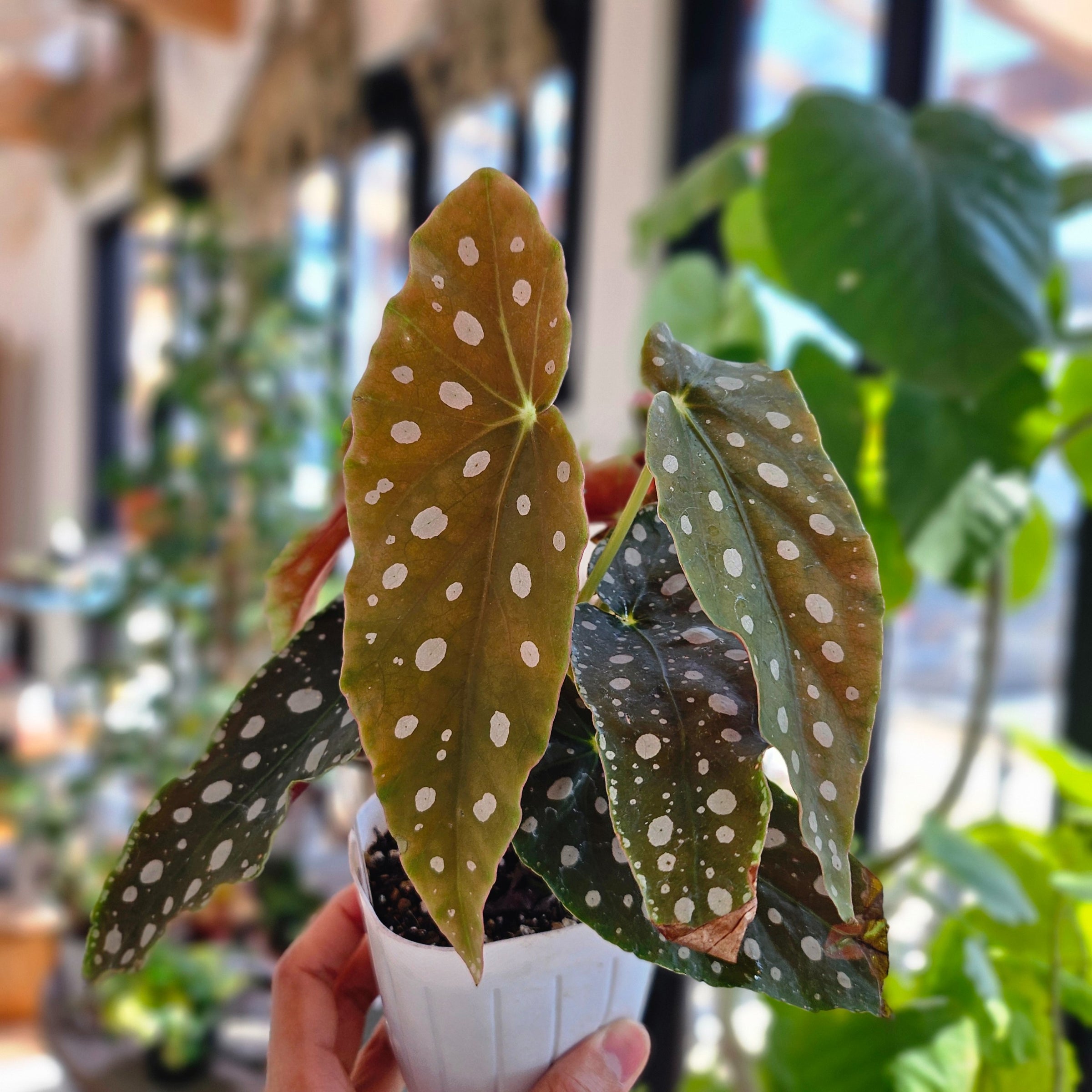 ベゴニア マクラータ | Plants Baka - Online Shop