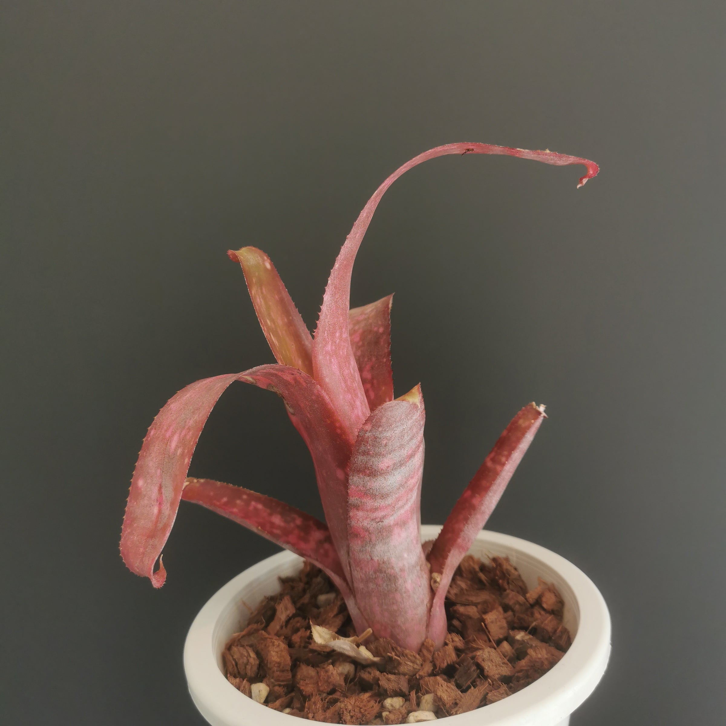 ビルベルギア Billbergia | Plants Baka - Online Shop
