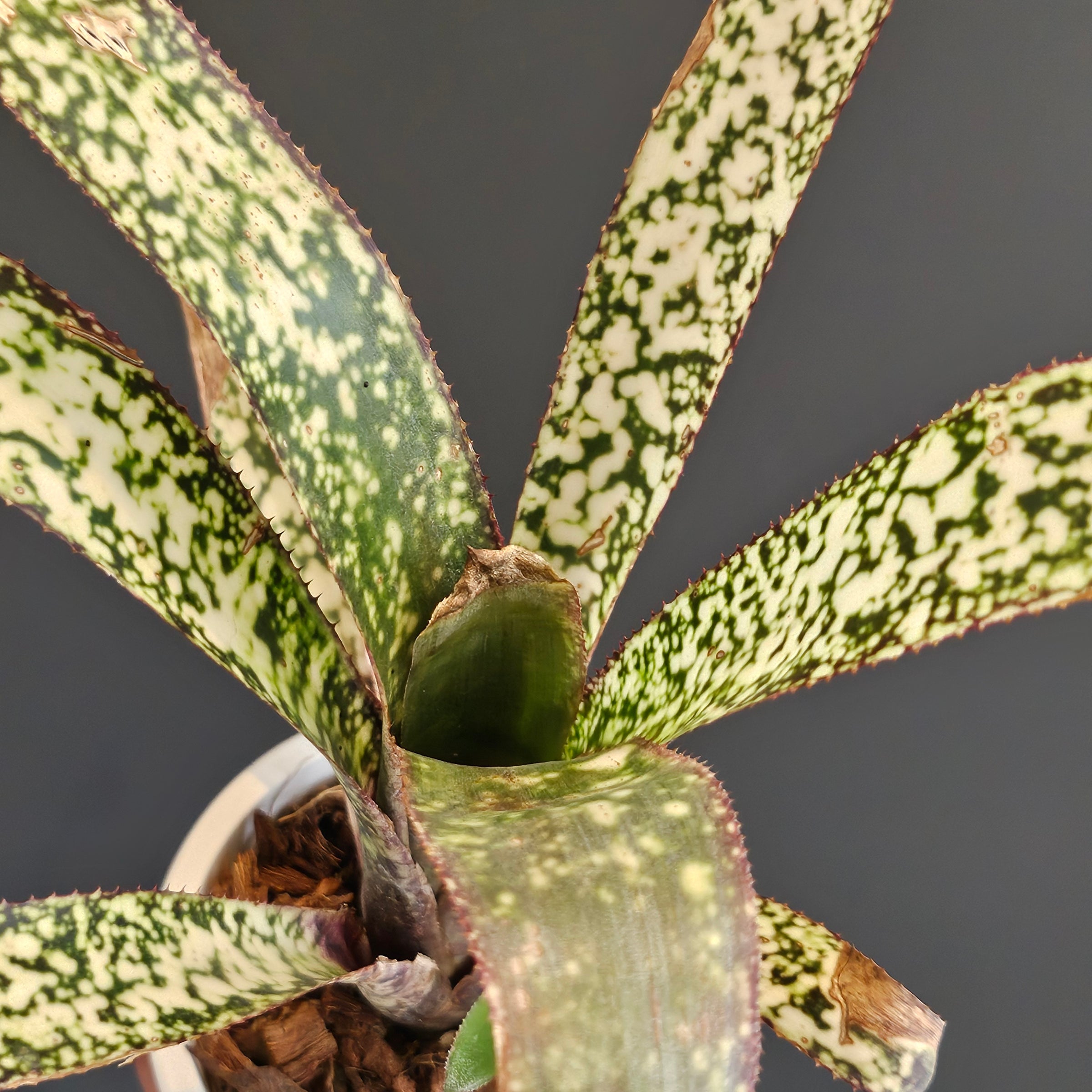 ビルベルギア Billbergia | Plants Baka - Online Shop