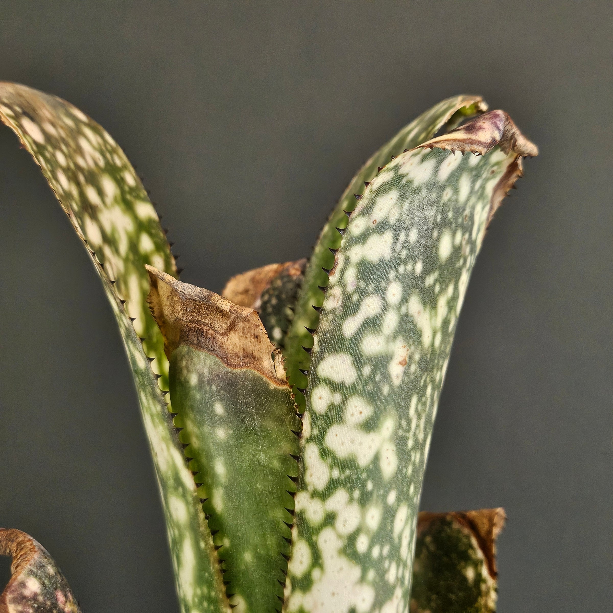ビルベルギア Billbergia | Plants Baka - Online Shop