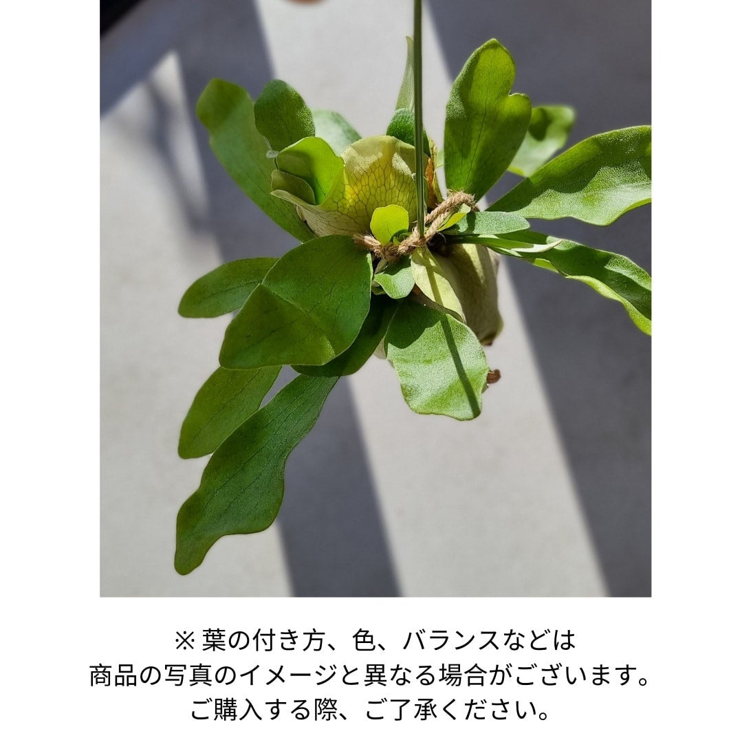 ビカクシダ ネザーランド | Plants Baka - Online Shop