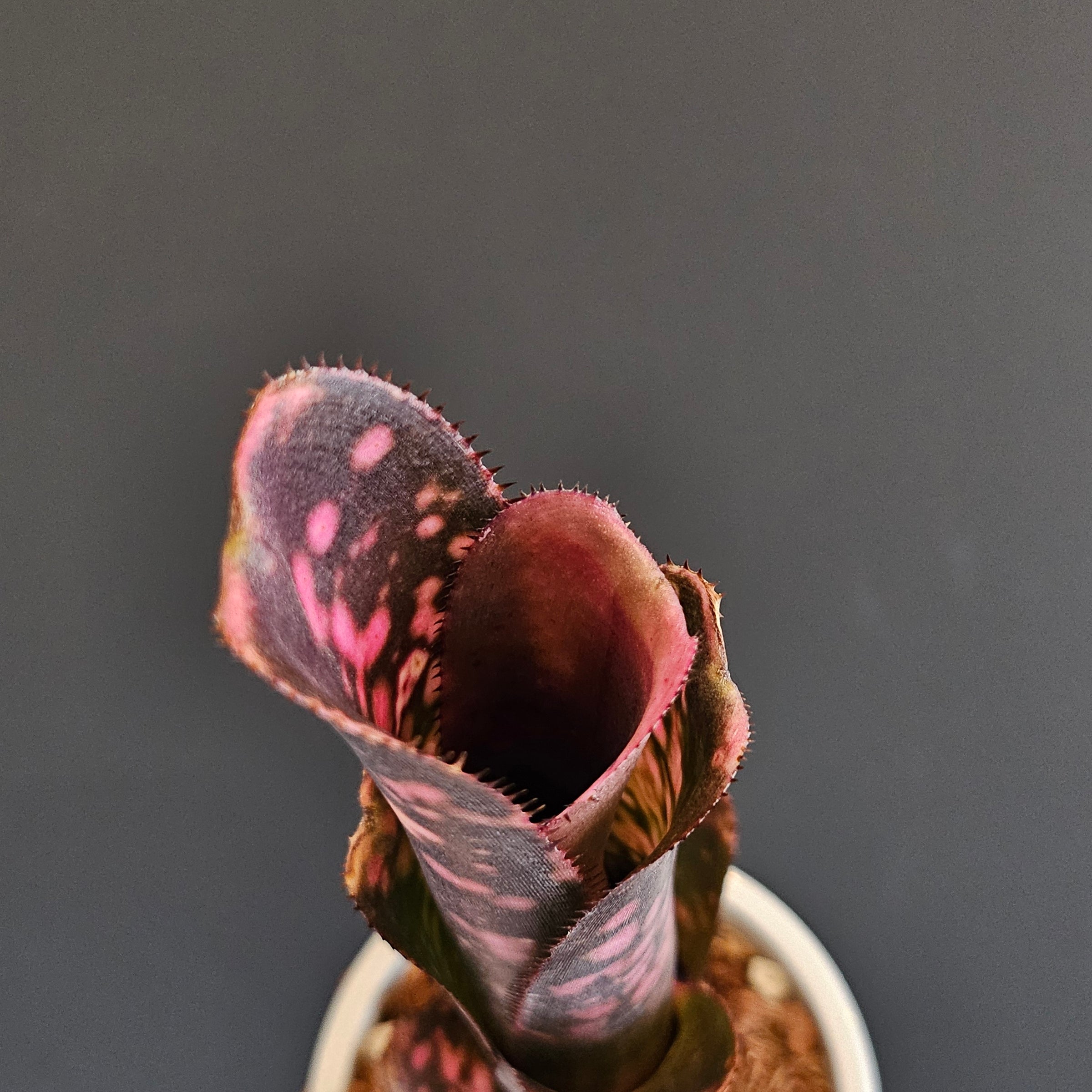 ビルベルギア Billbergia | Plants Baka - Online Shop