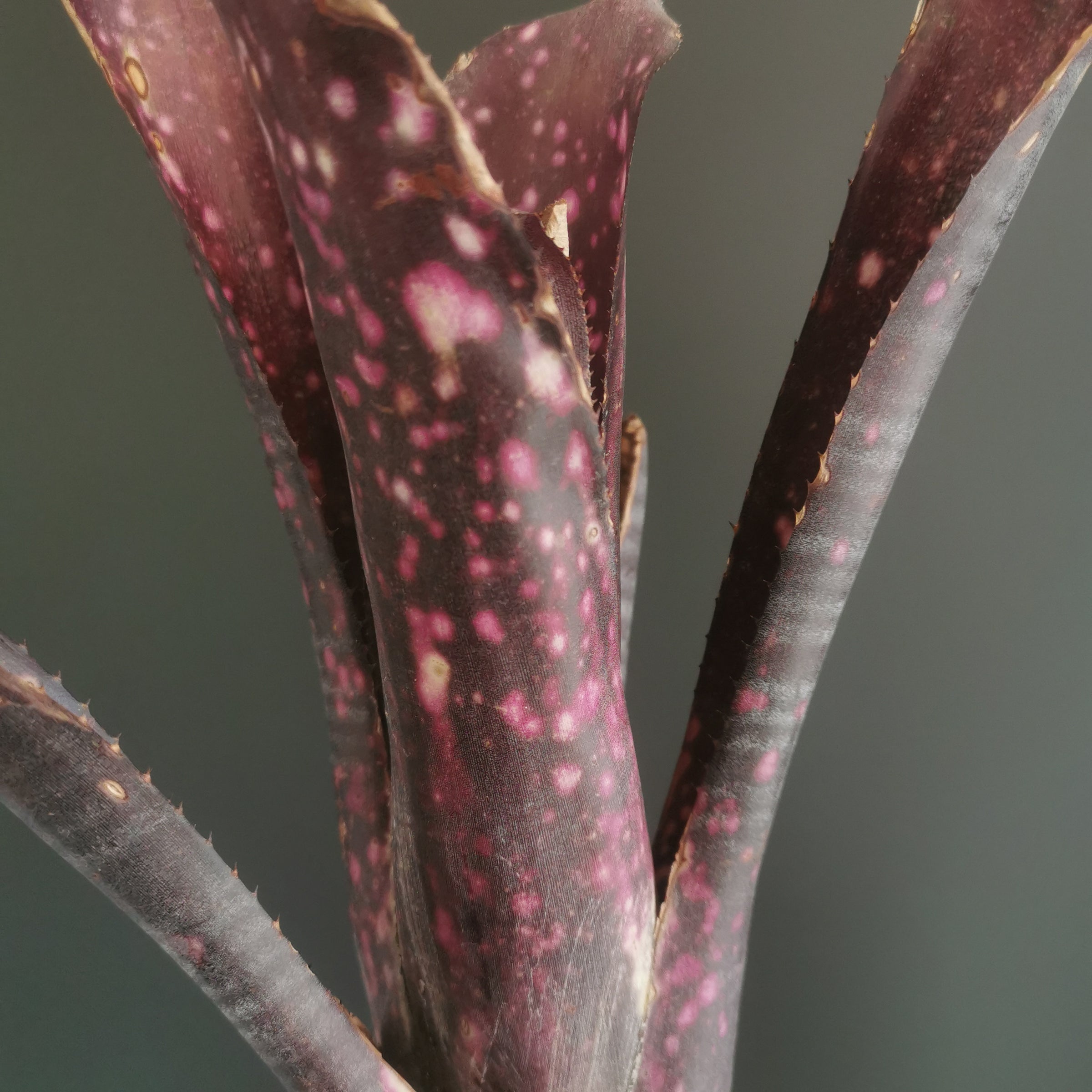 ビルベルギア Billbergia | Plants Baka - Online Shop