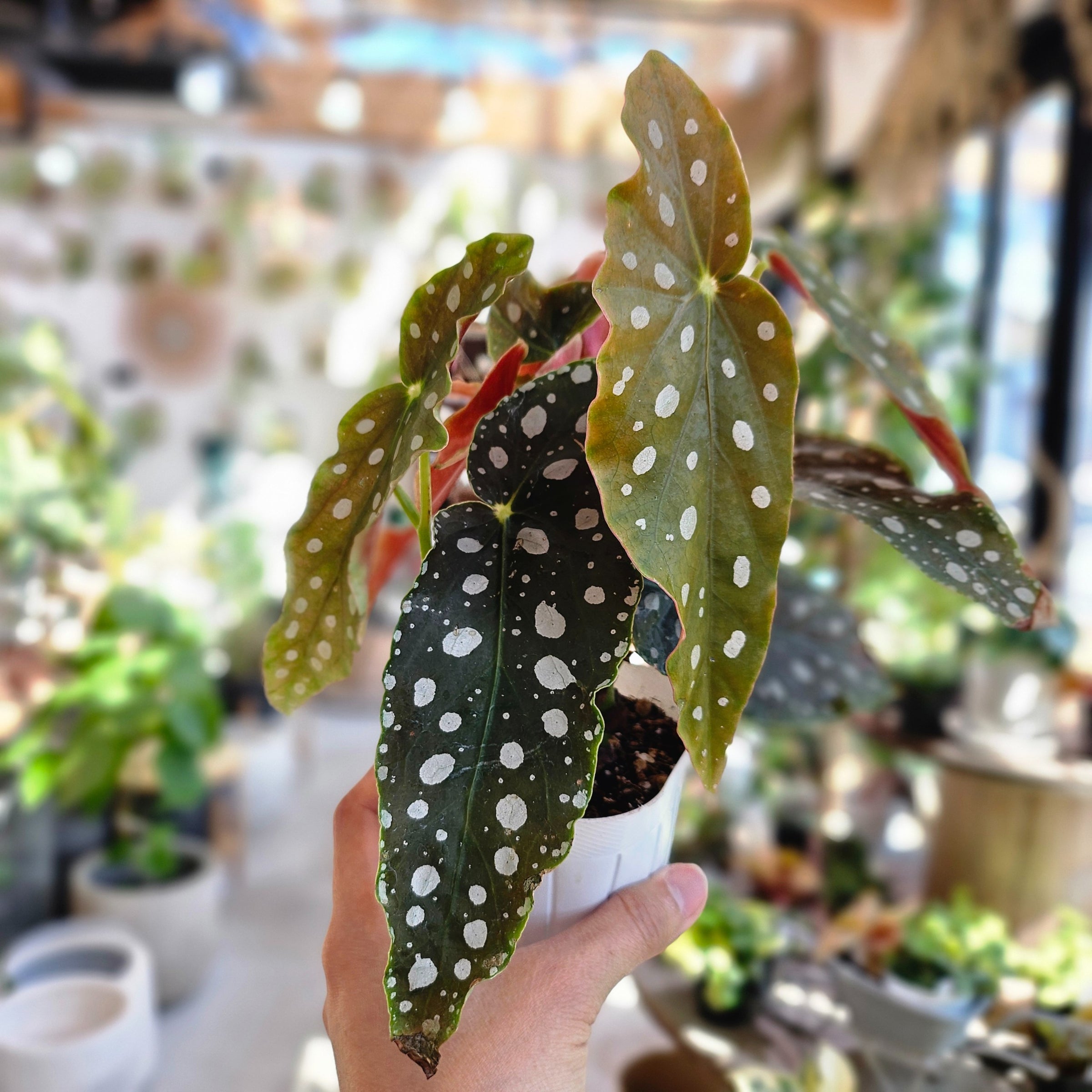 ベゴニア マクラータ | Plants Baka - Online Shop