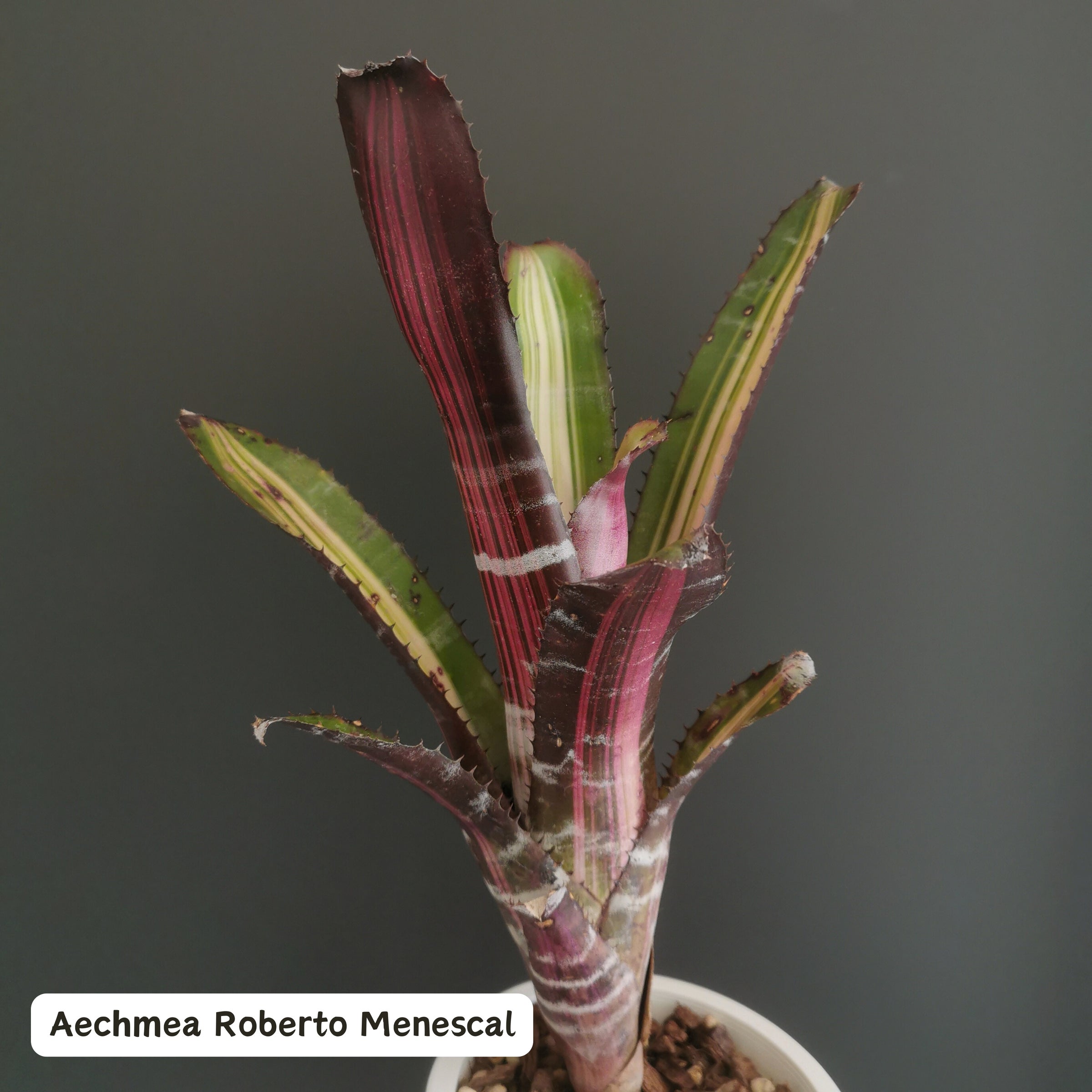 エクメア Aechmea (タンクブロメリア) | Plants Baka - Online Shop