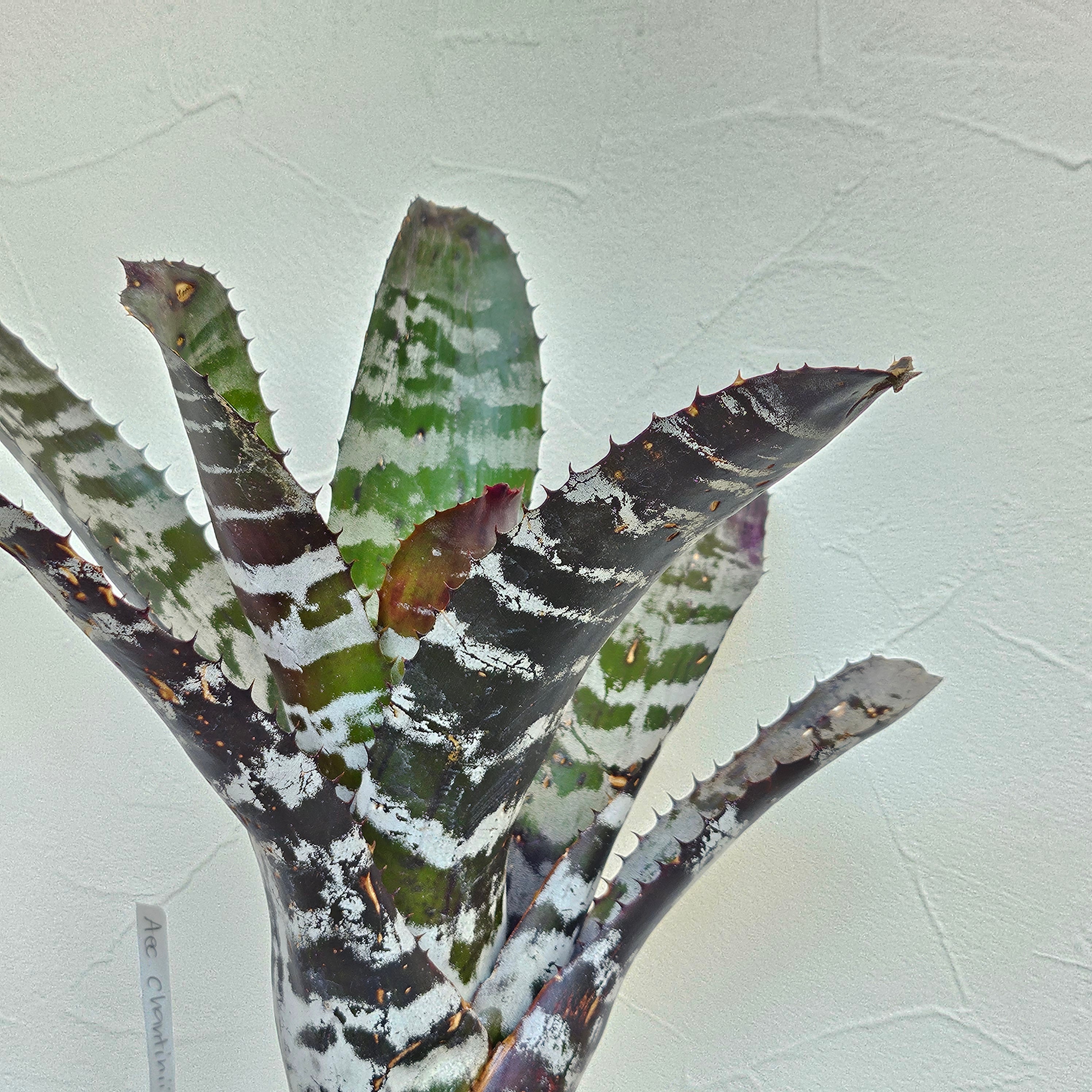 エクメア Aechmea (タンクブロメリア) | Plants Baka - Online Shop