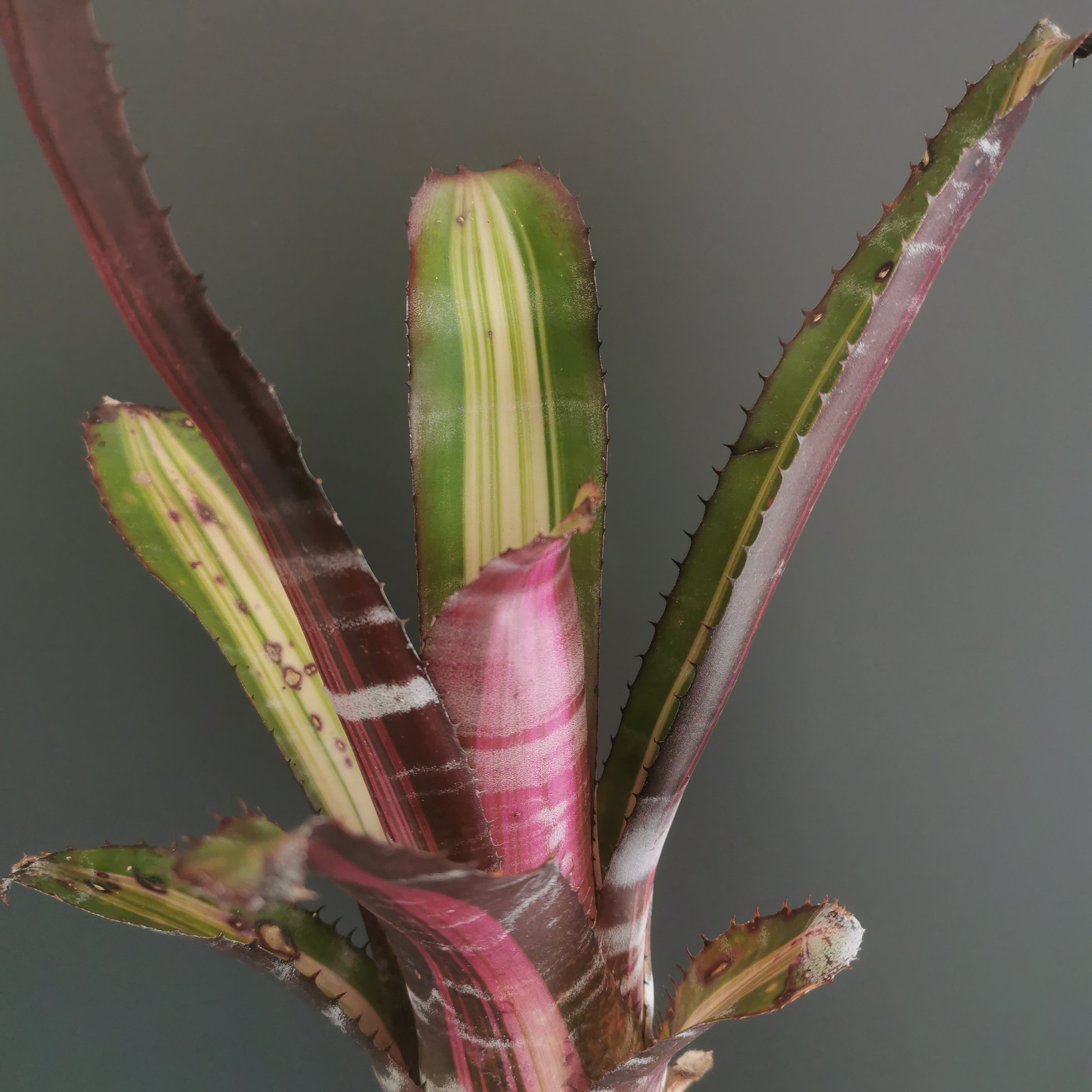 エクメア Aechmea (タンクブロメリア) | Plants Baka - Online Shop