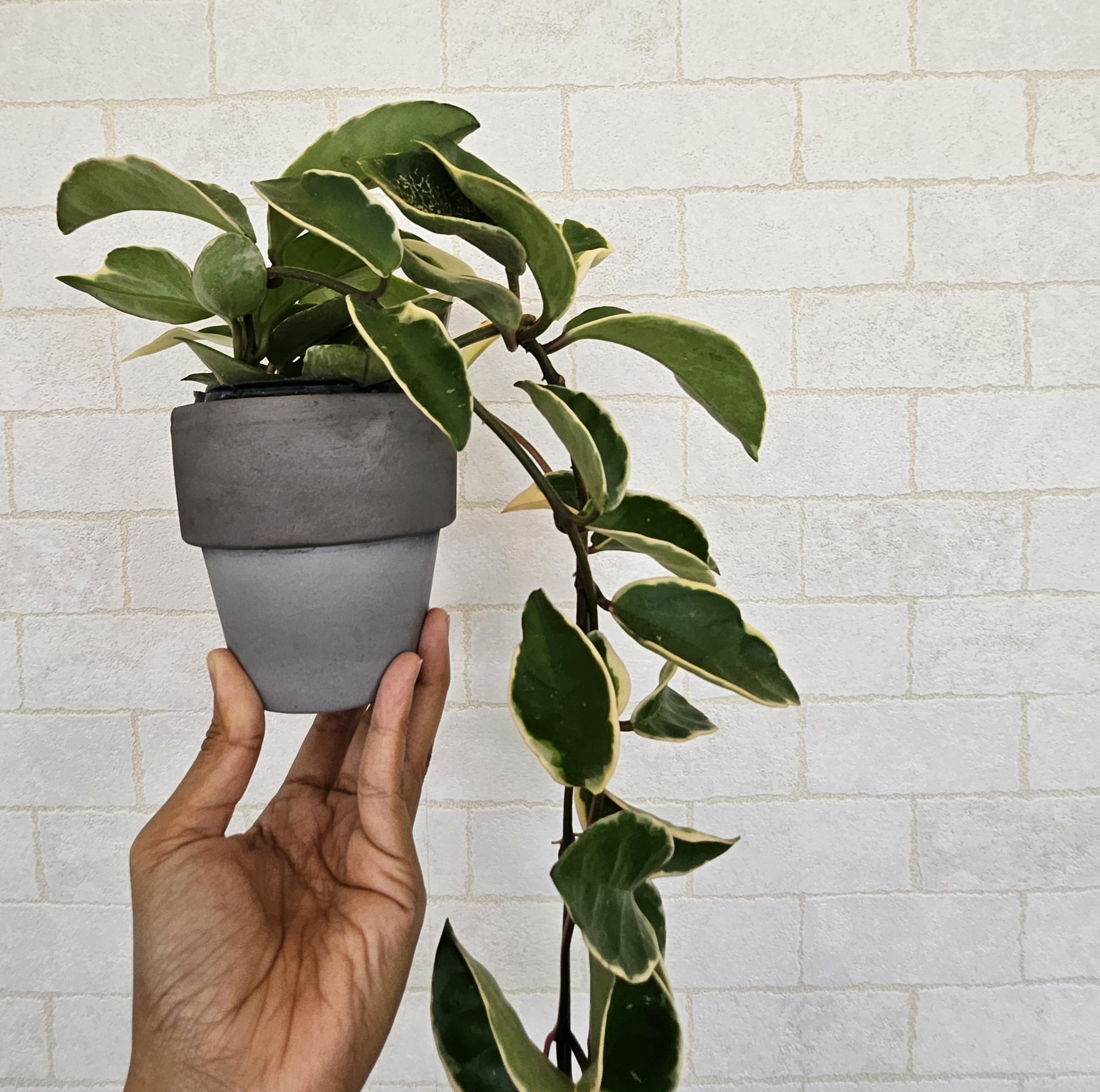 ホヤ カルノーサ リップカラー | Plants Baka - Online Shop