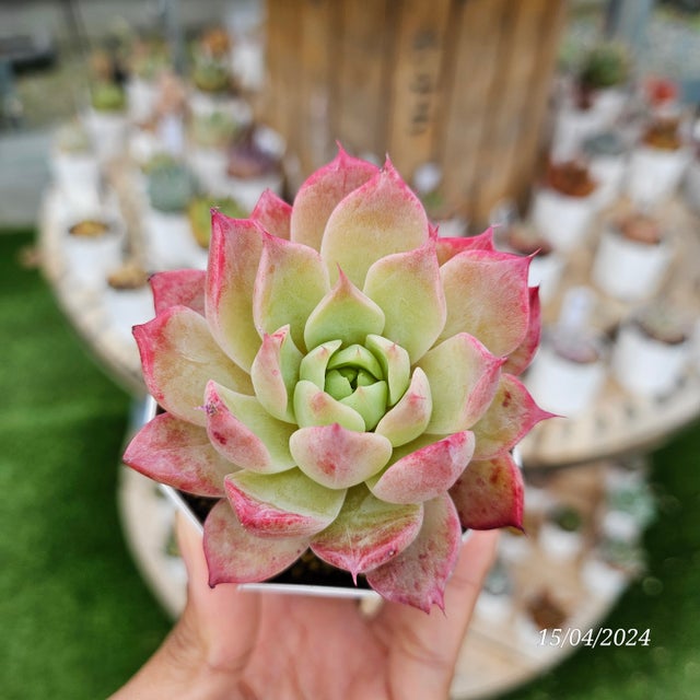 多肉植物 | Plants Baka - Online Shop