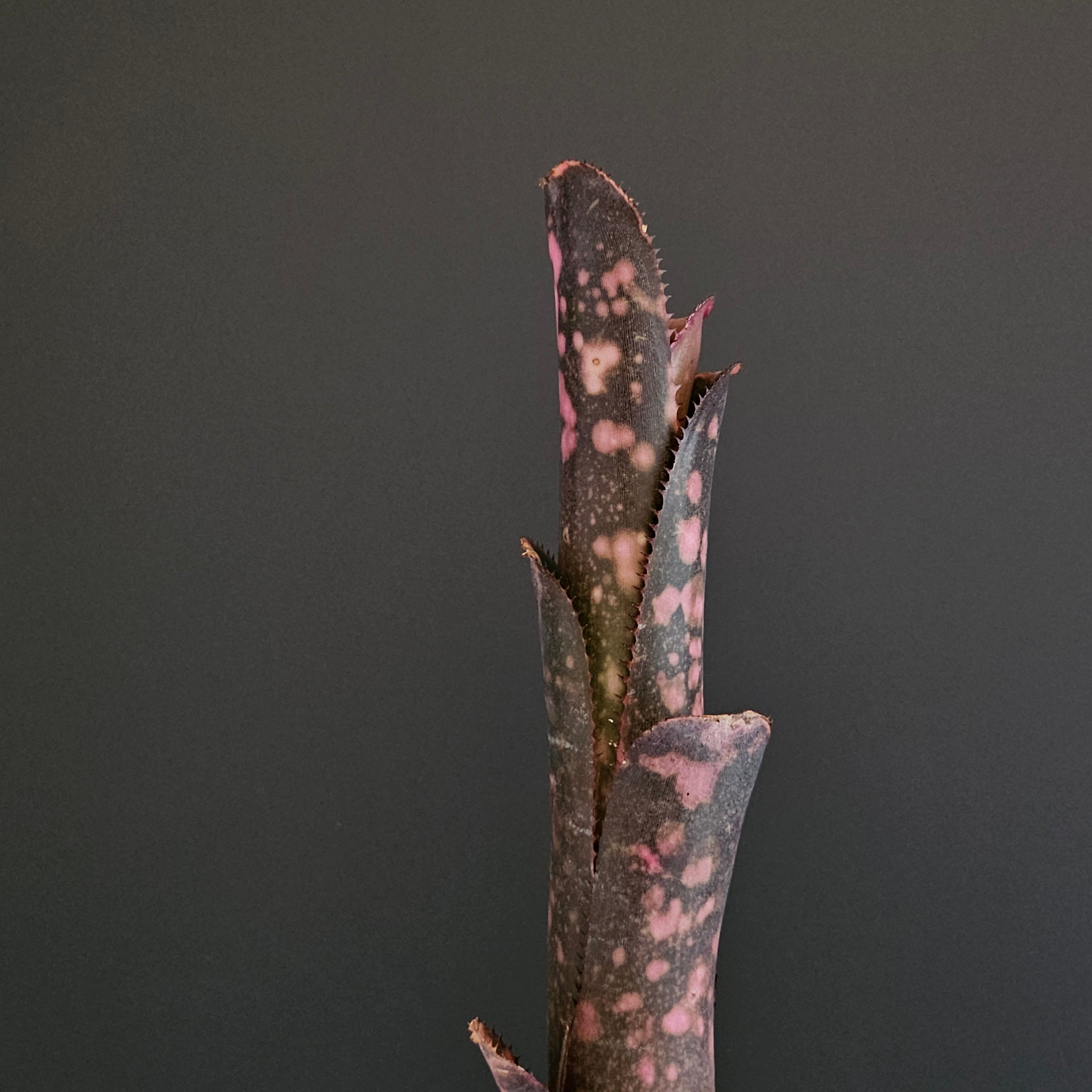 ビルベルギア Billbergia | Plants Baka - Online Shop
