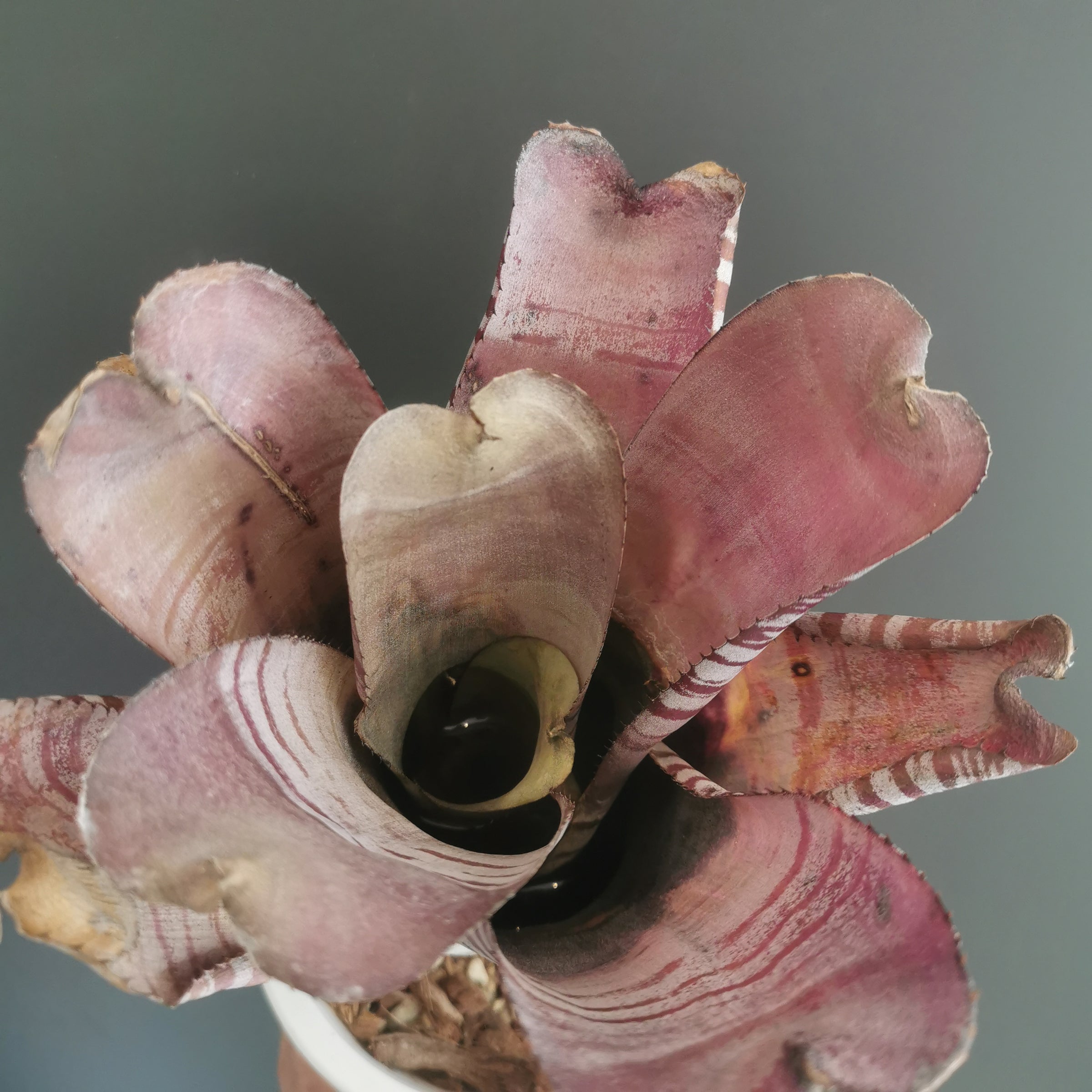 エクメア Aechmea (タンクブロメリア) | Plants Baka - Online Shop