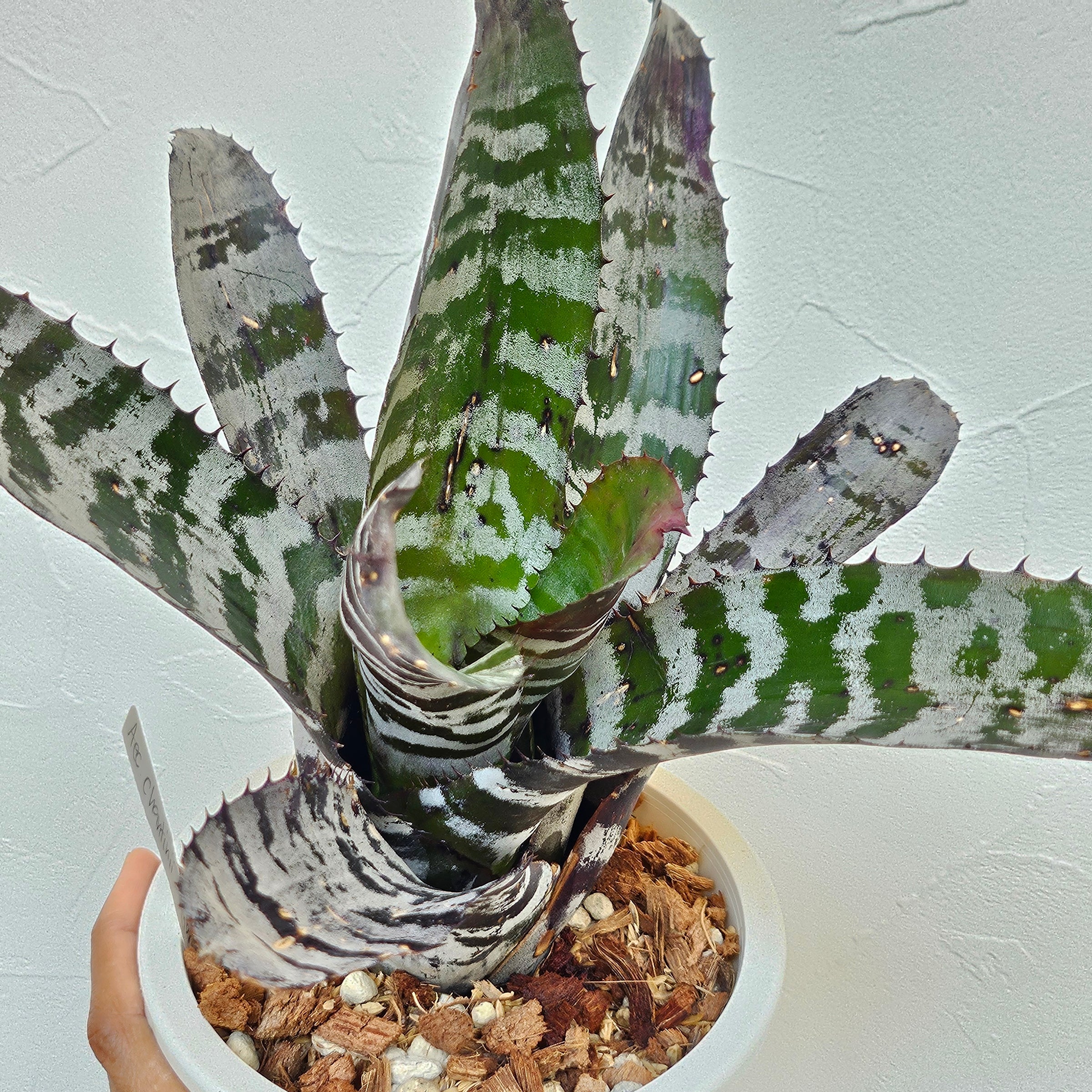 エクメア Aechmea (タンクブロメリア) | Plants Baka - Online Shop