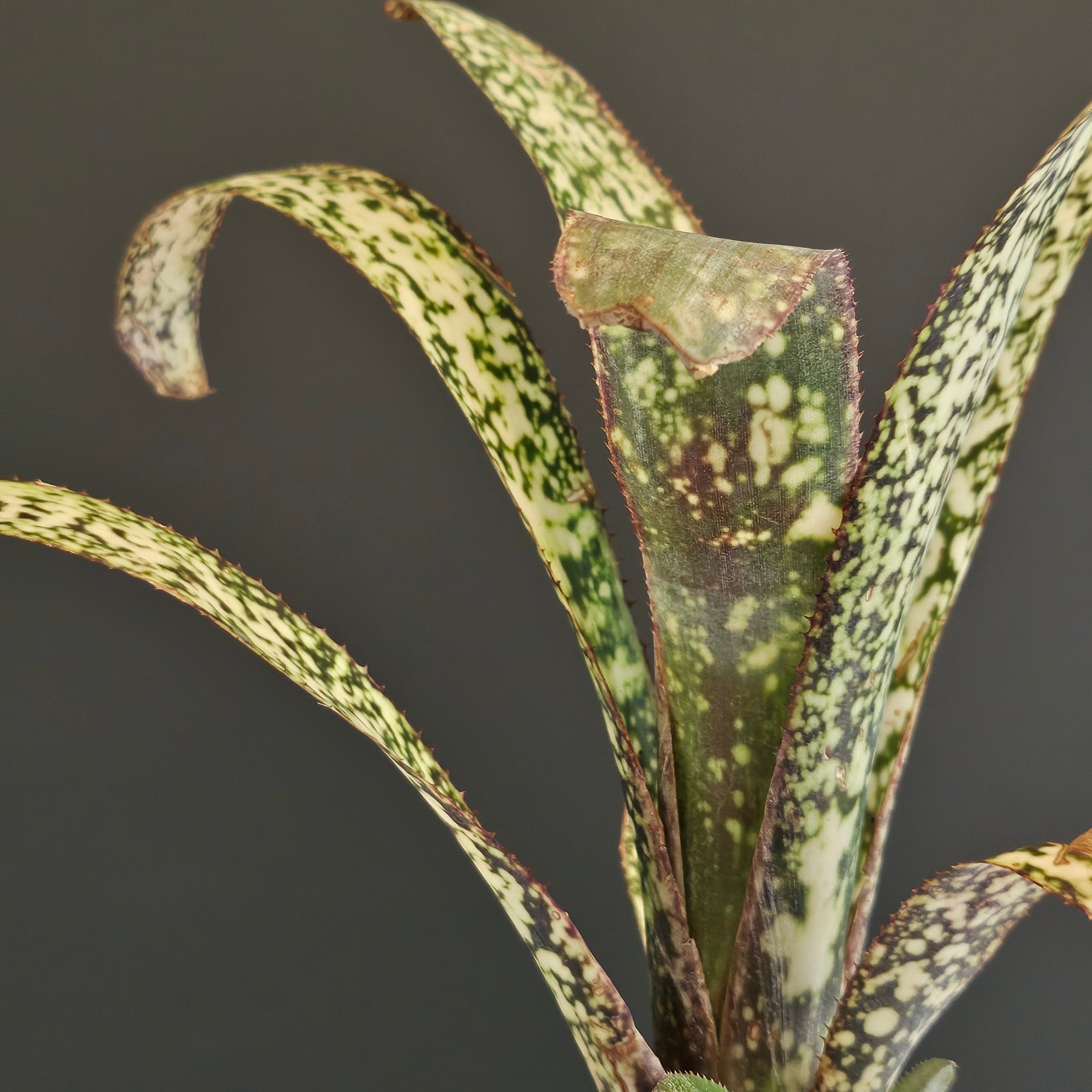 ビルベルギア Billbergia | Plants Baka - Online Shop
