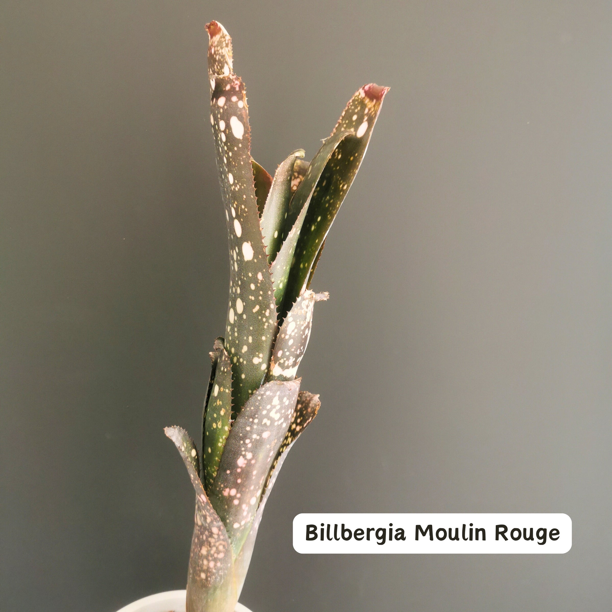 ビルベルギア Billbergia | Plants Baka - Online Shop