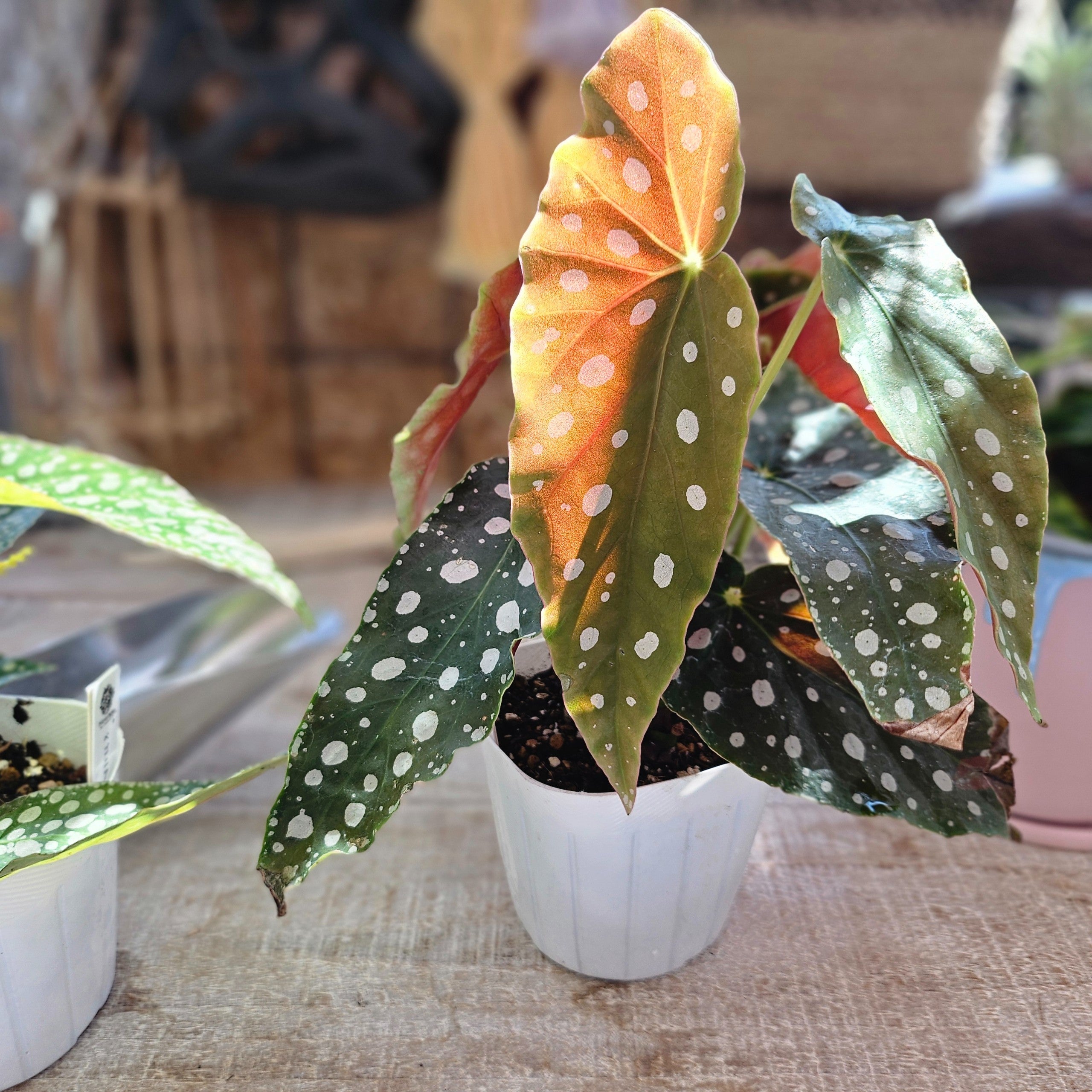 ベゴニア マクラータ | Plants Baka - Online Shop