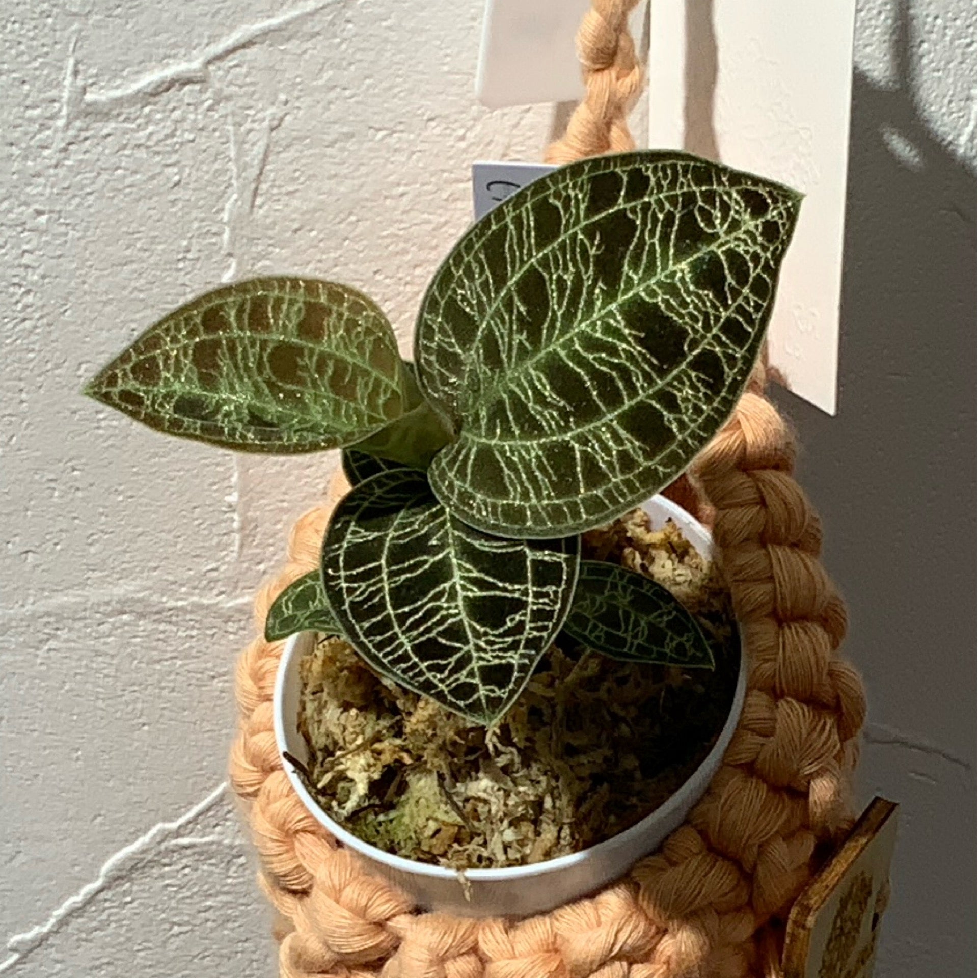 ジュエルオーキッド | Plants Baka - Online Shop