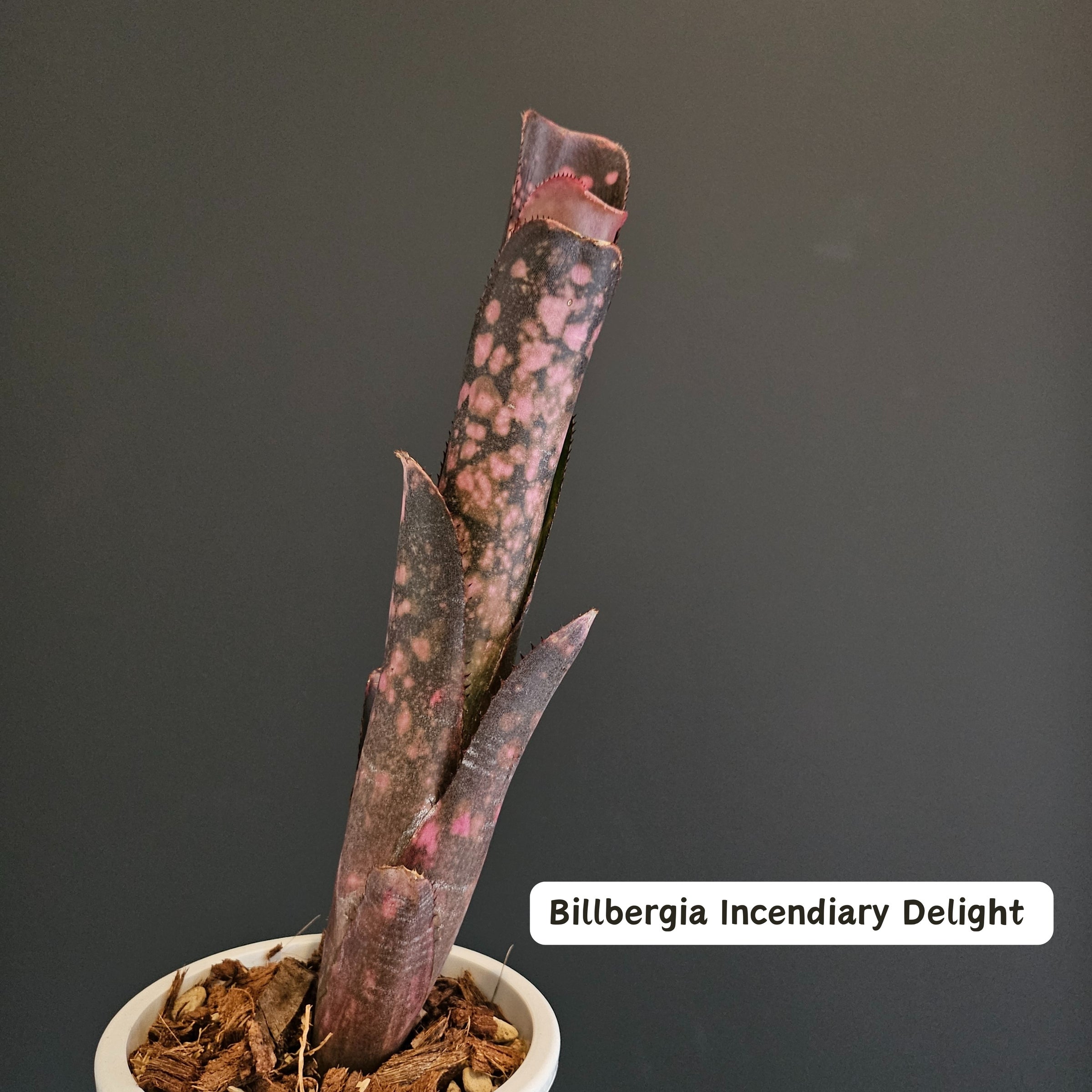 ビルベルギア Billbergia | Plants Baka - Online Shop