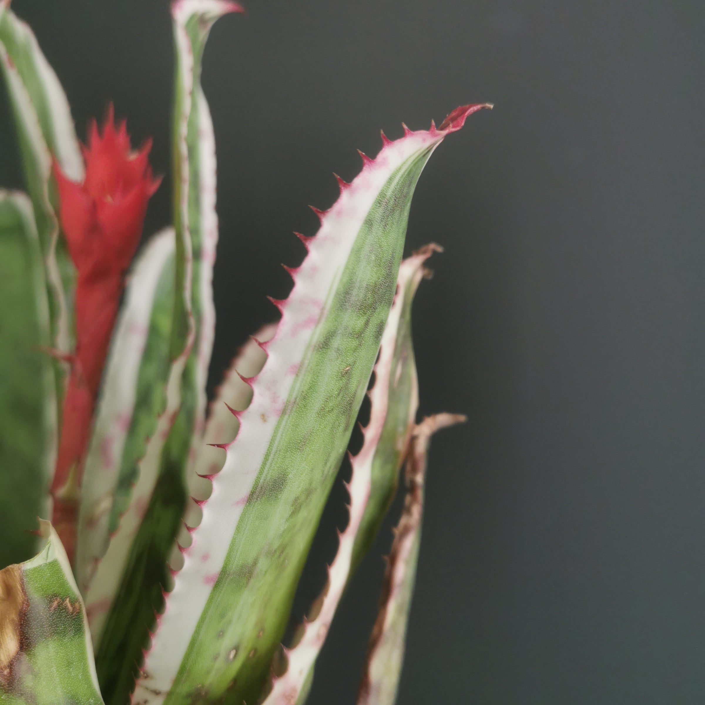 エクメア Aechmea (タンクブロメリア) | Plants Baka - Online Shop