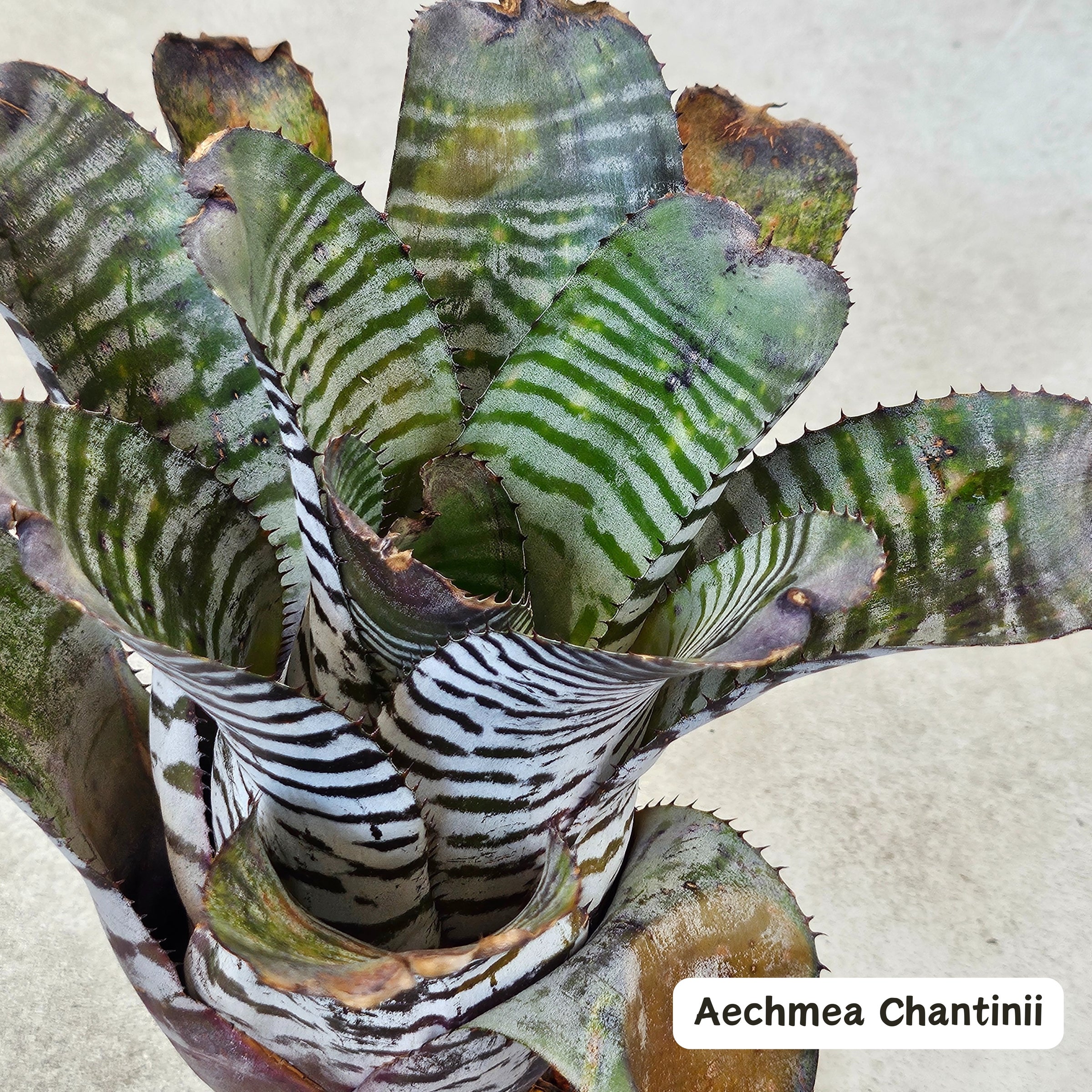 タンクブロメリア　エクメア『Egleriana』 エクメア Aechmea (タンクブロメリア) | Plants Baka - Online Shop