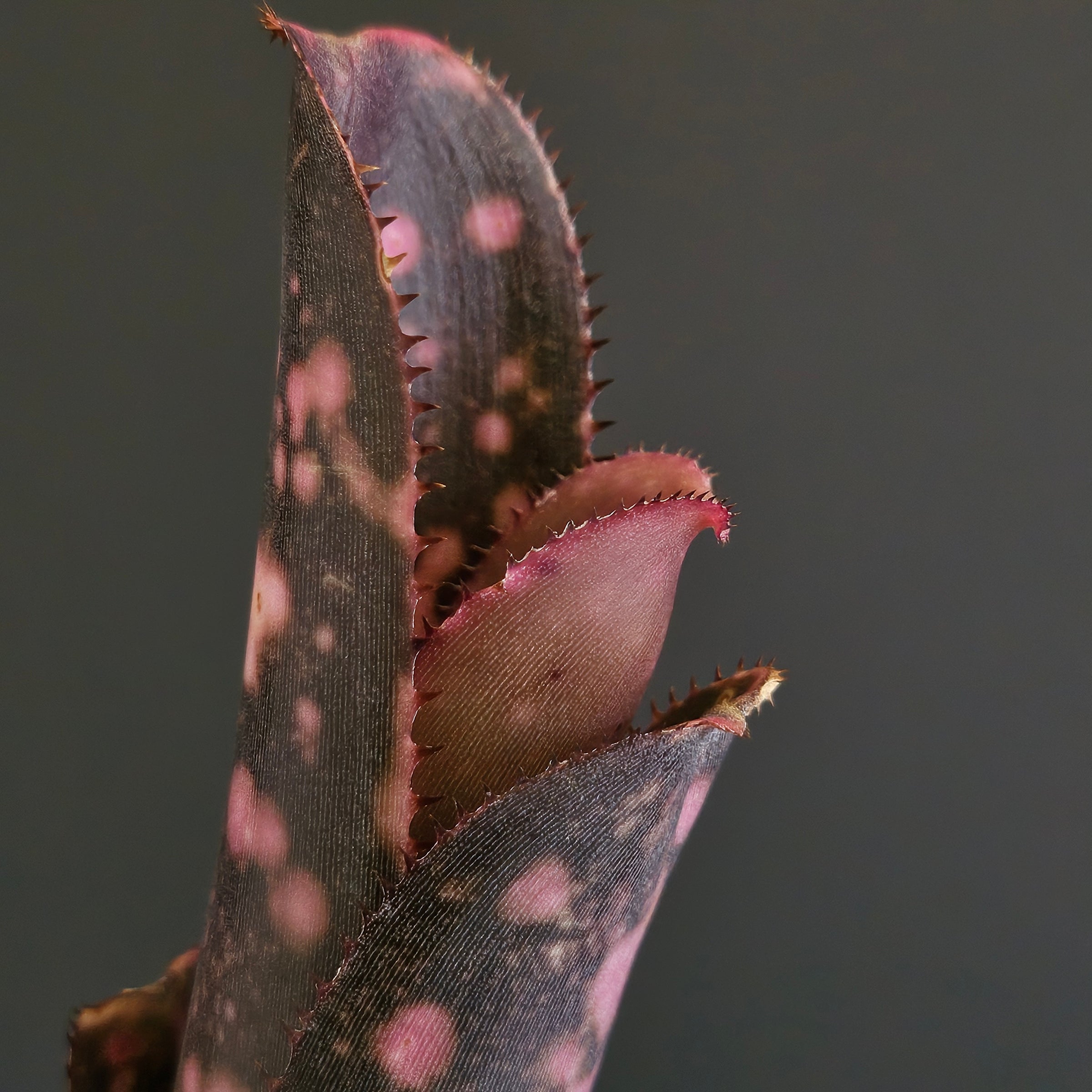 ビルベルギア Billbergia | Plants Baka - Online Shop