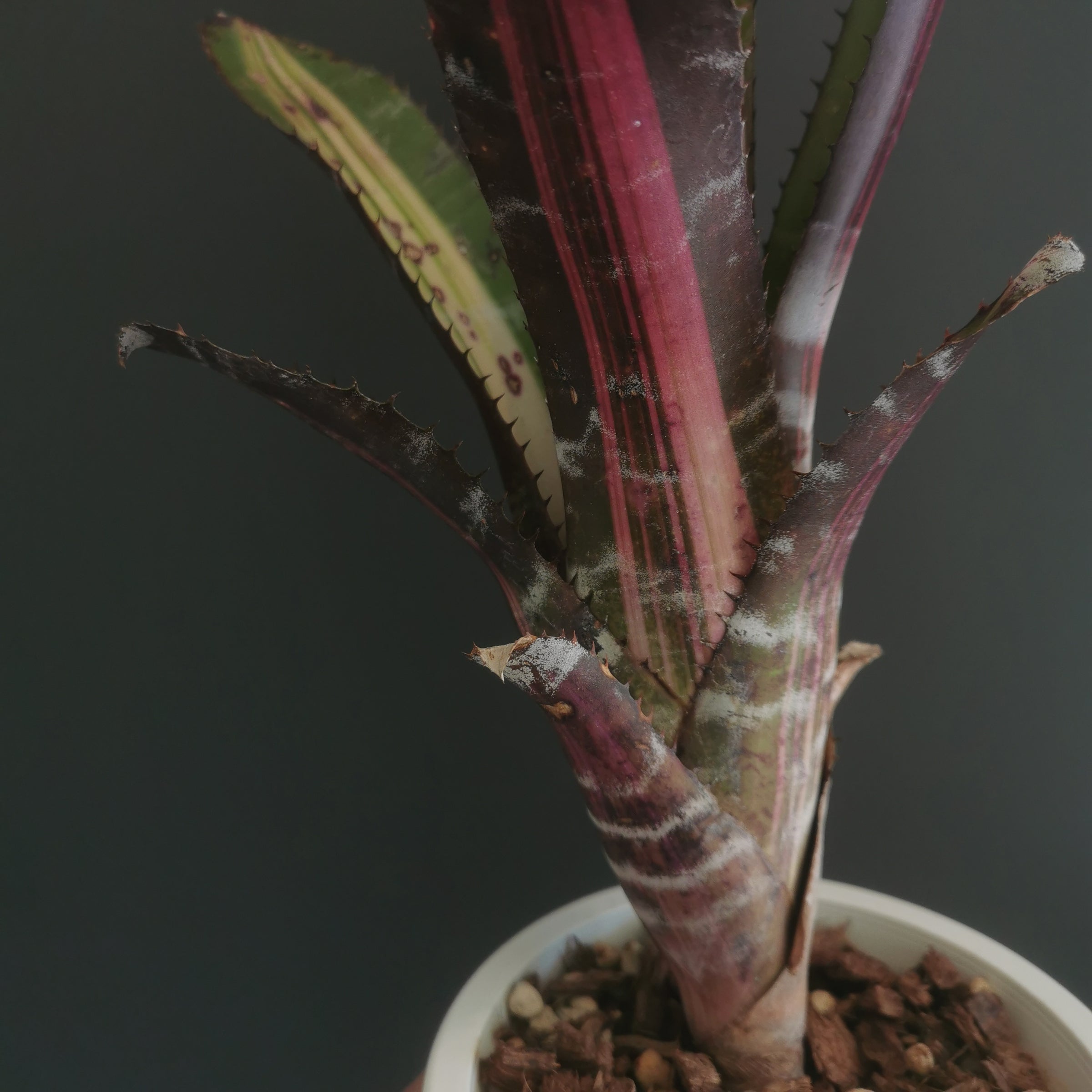 エクメア Aechmea (タンクブロメリア) | Plants Baka - Online Shop