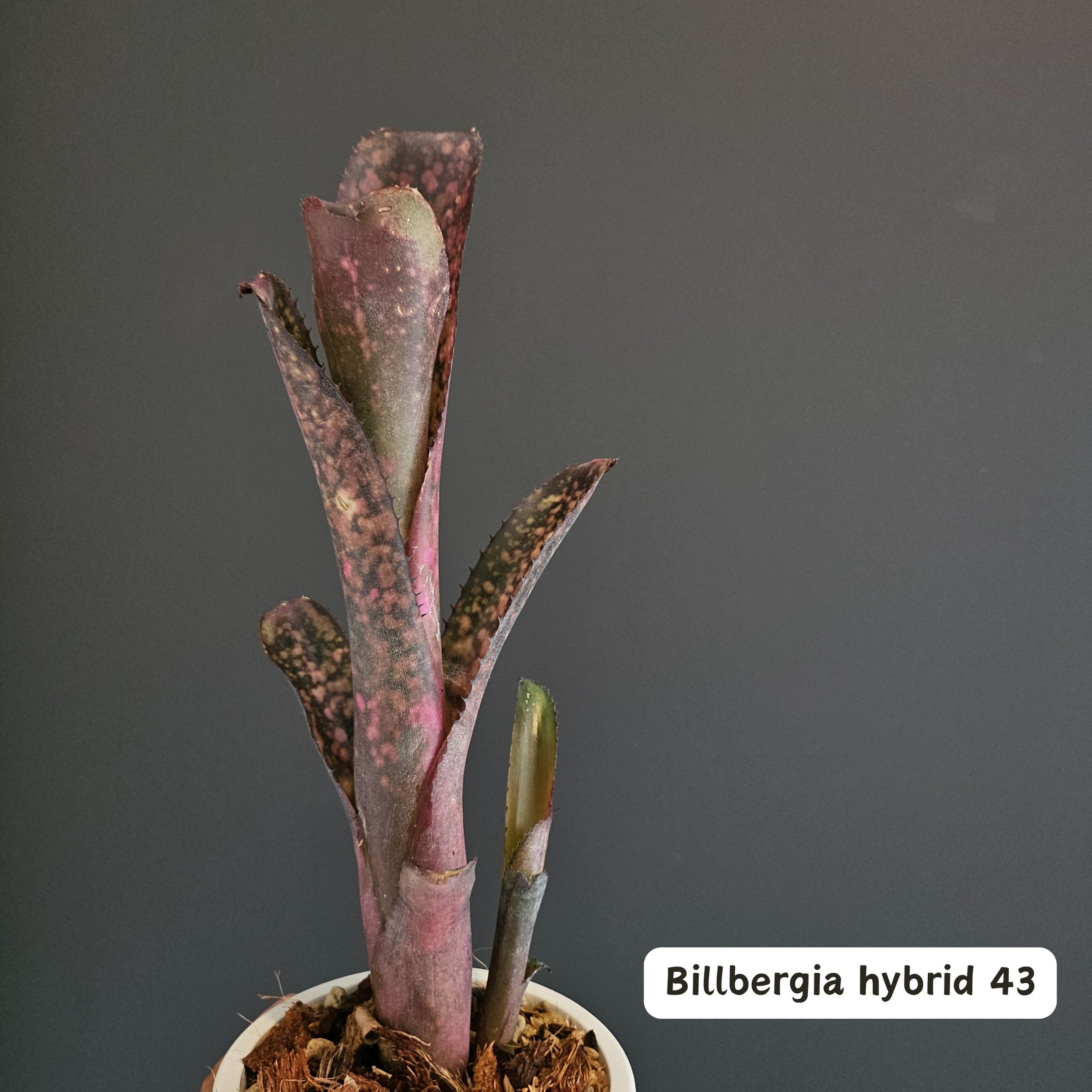 ビルベルギア Billbergia | Plants Baka - Online Shop