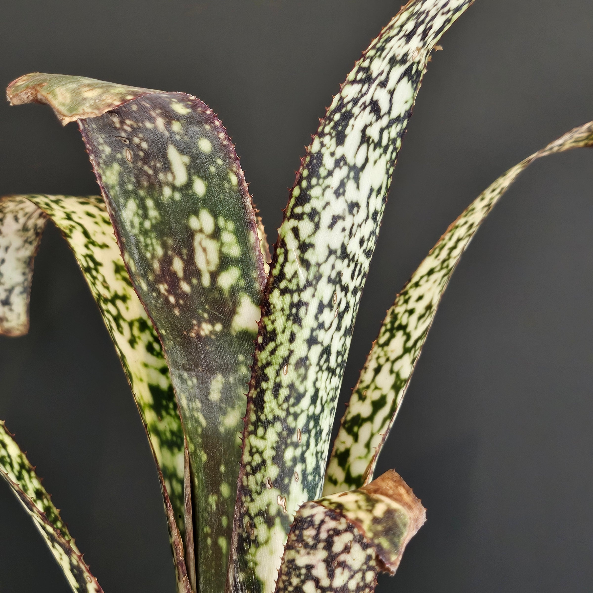 ビルベルギア Billbergia | Plants Baka - Online Shop