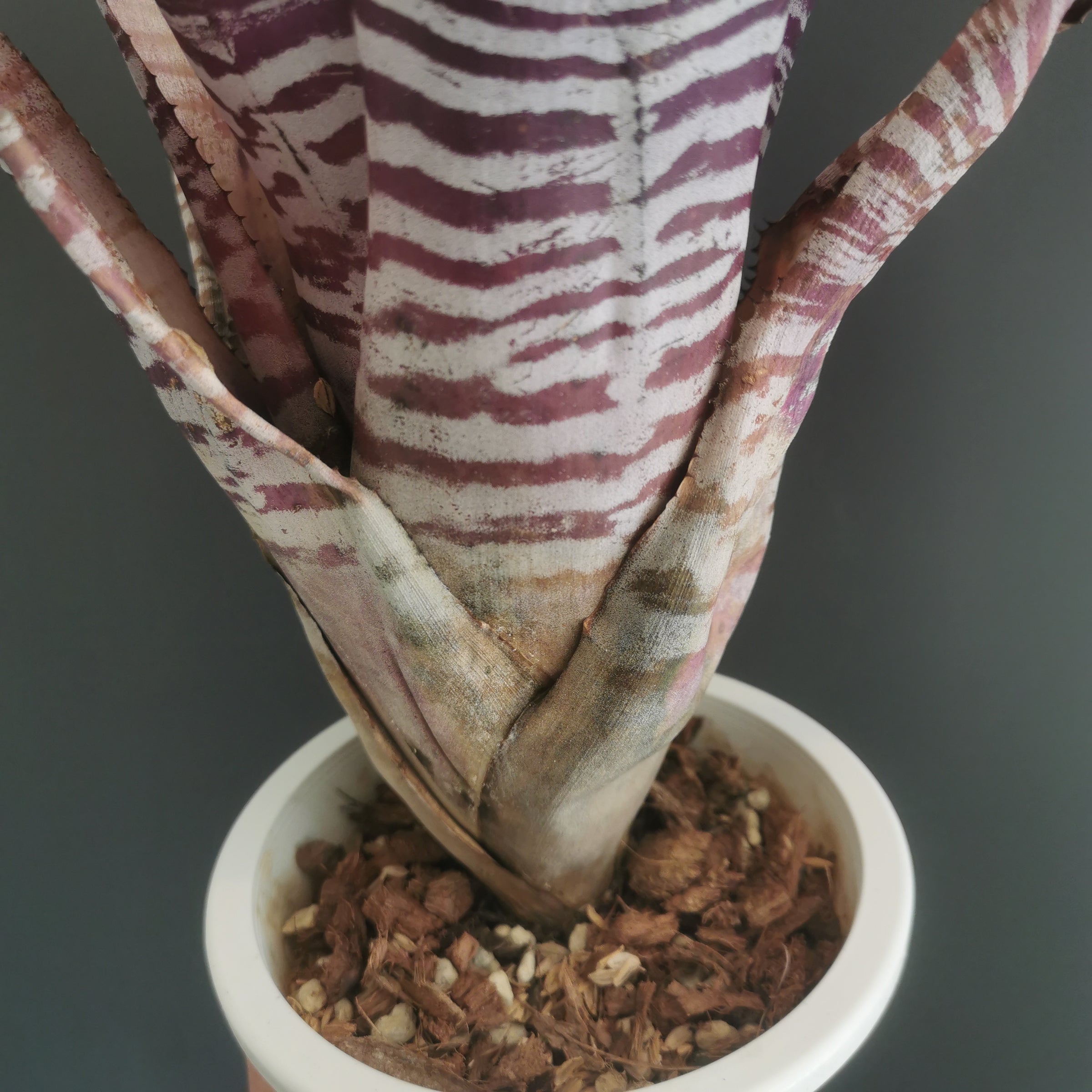 ブロメリア・エアープランツ Aechmea Empla Aechmea Zebrina Surprise【artPLANTs】エクメア/タンク