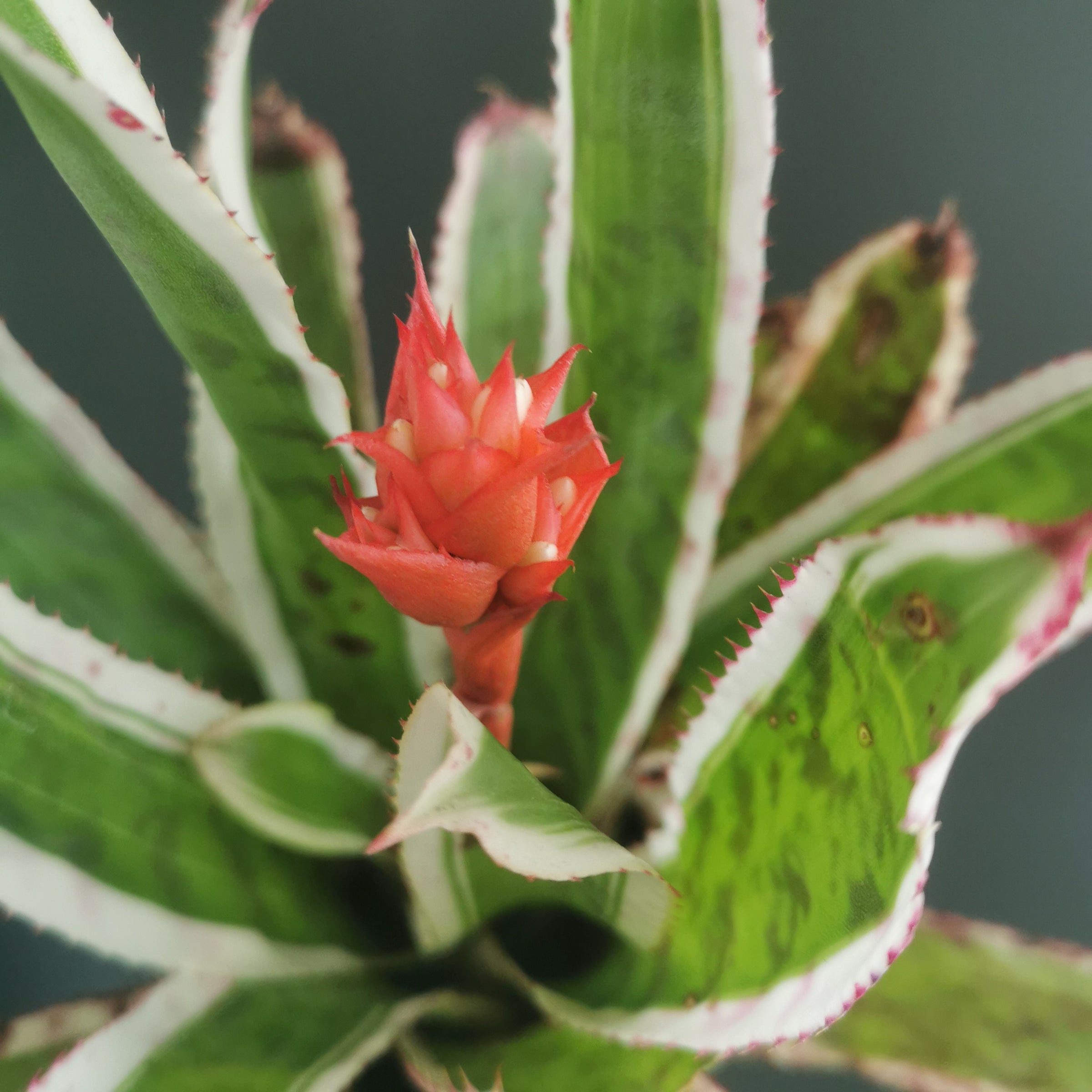 エクメア Aechmea (タンクブロメリア) | Plants Baka - Online Shop