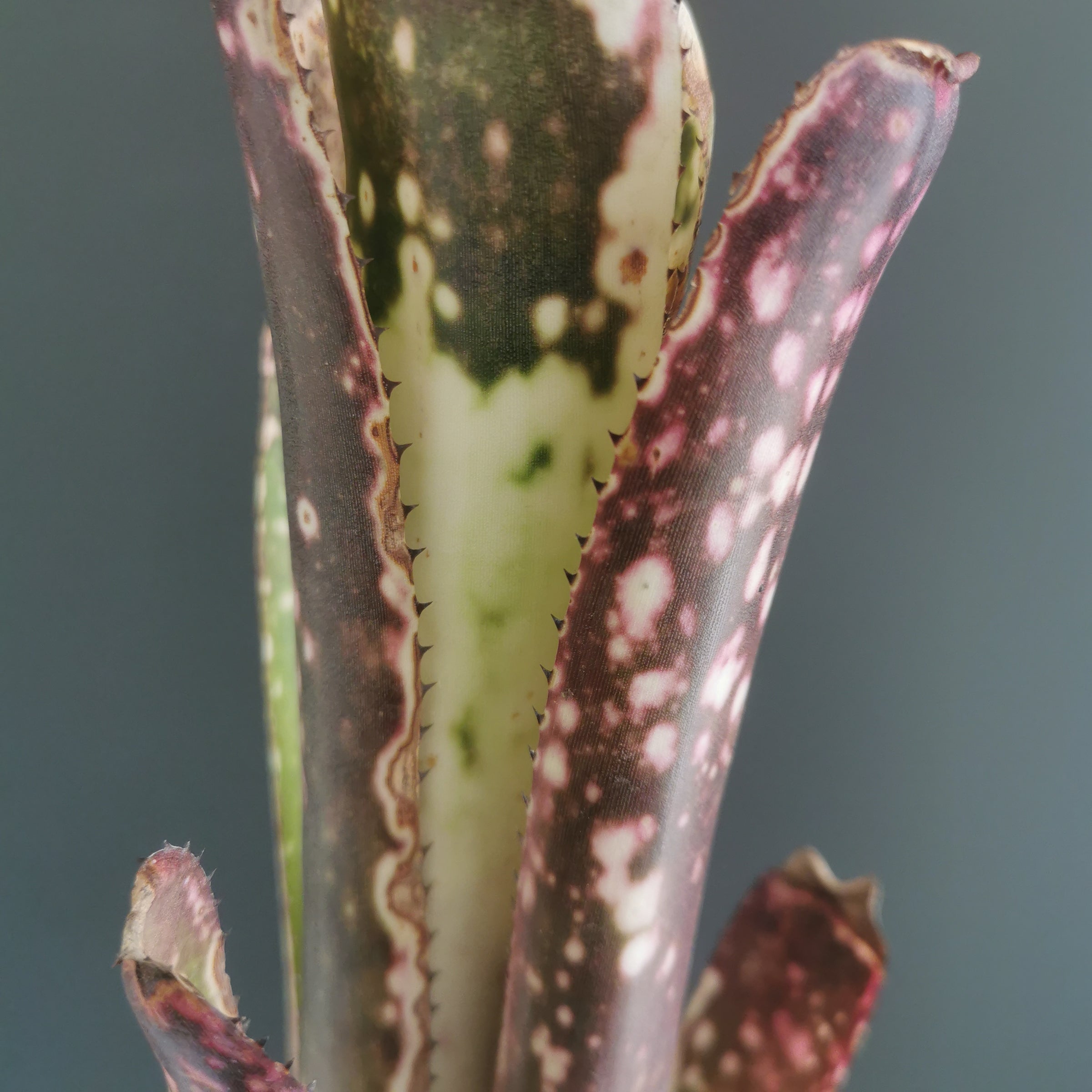 ビルベルギア Billbergia | Plants Baka - Online Shop