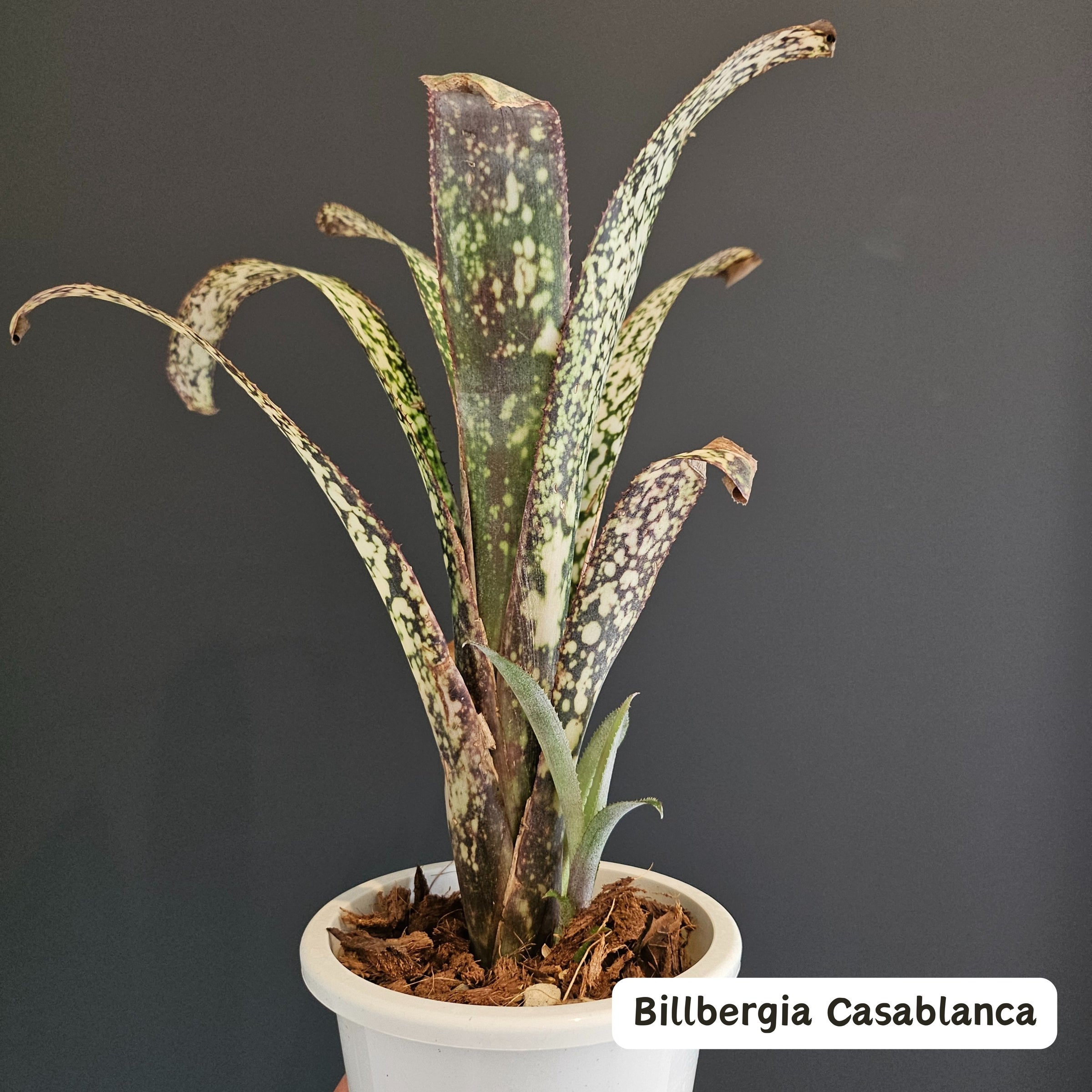 ビルベルギア Billbergia | Plants Baka - Online Shop