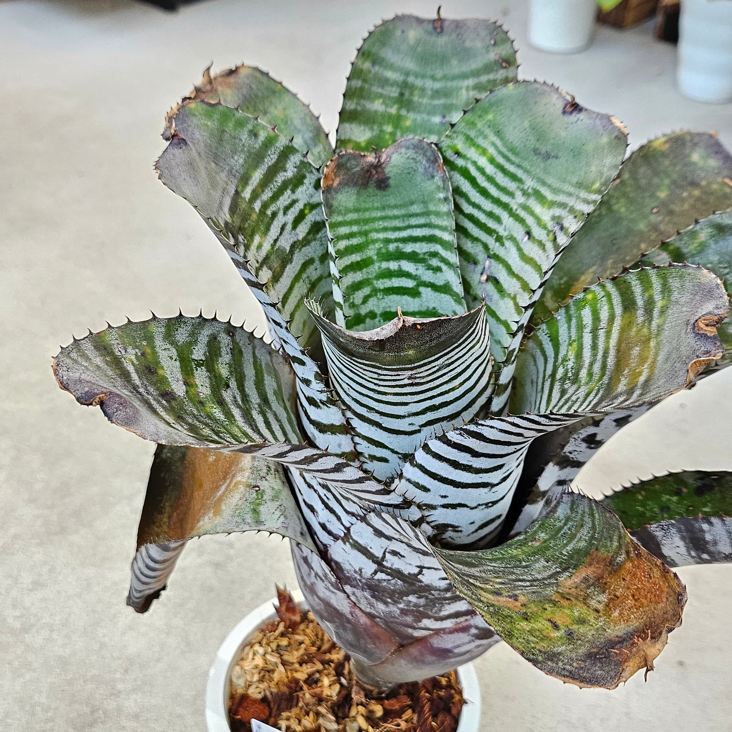 ブロメリア・エアープランツ Aechmea Empla Aechmea Zebrina Surprise【artPLANTs】エクメア/タンク