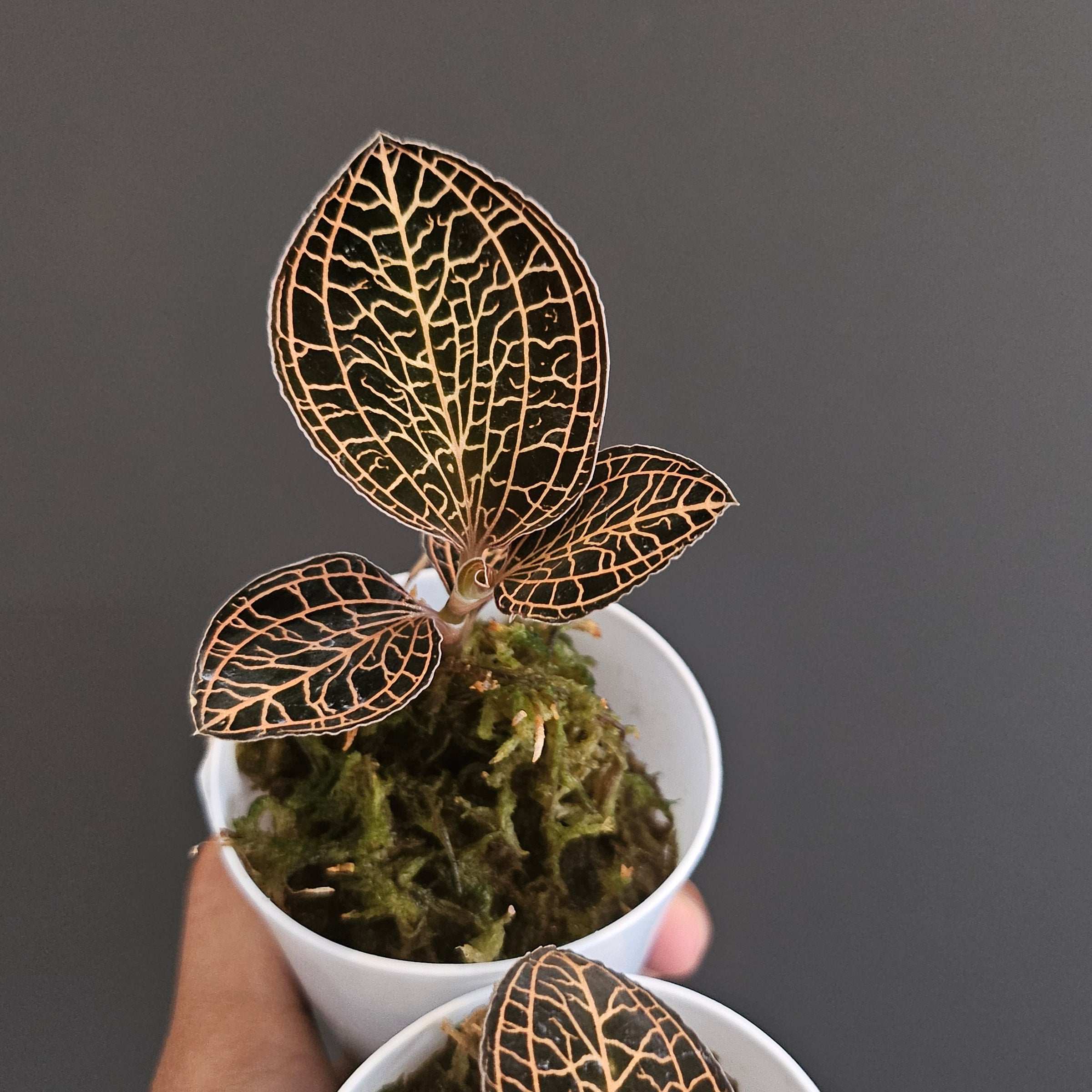人気ブランドの ジュエルオーキッド Shop Online - Baka Plants | その他観葉植物
