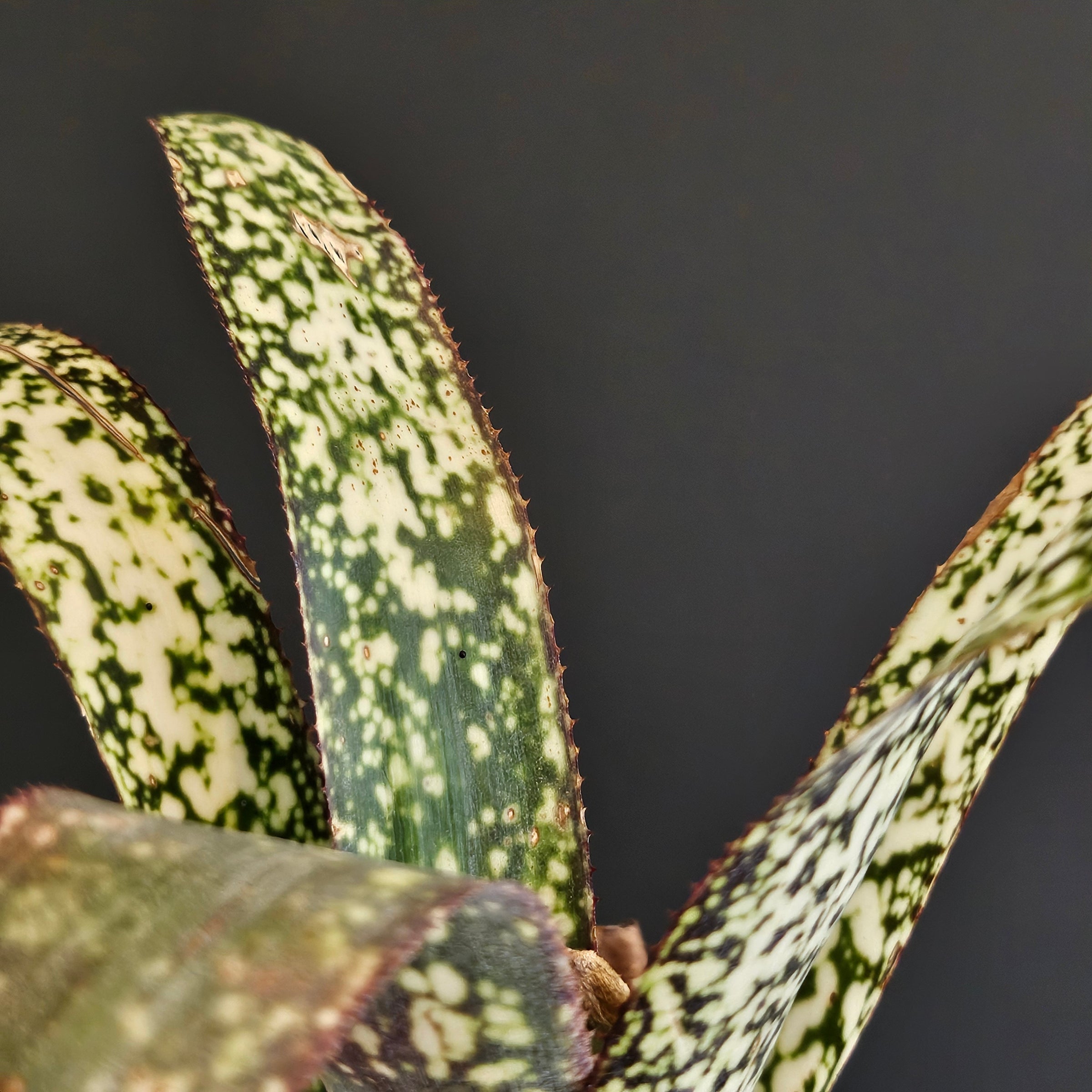 ビルベルギア Billbergia | Plants Baka - Online Shop