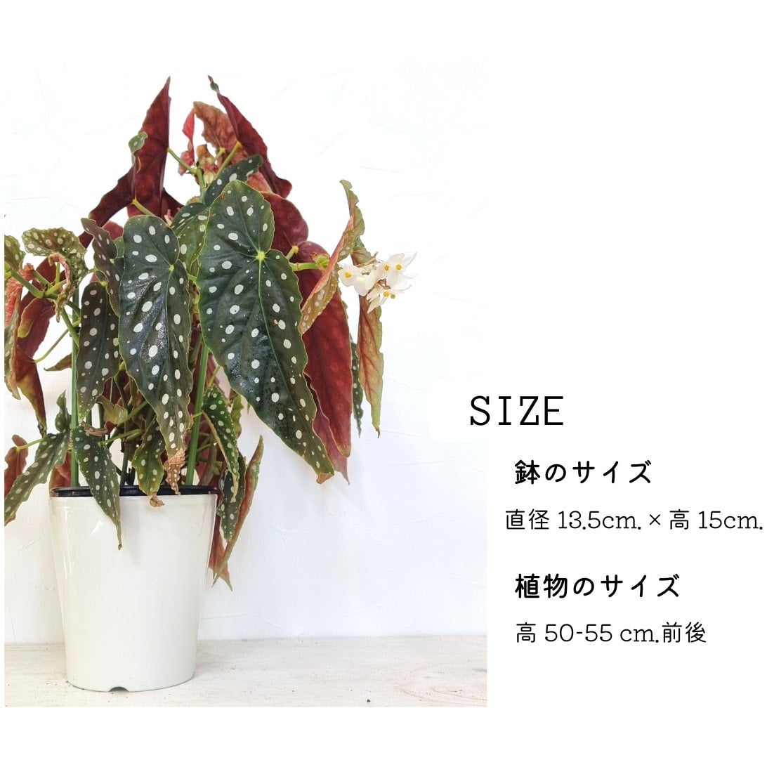 ベゴニア マクラータ | Plants Baka - Online Shop