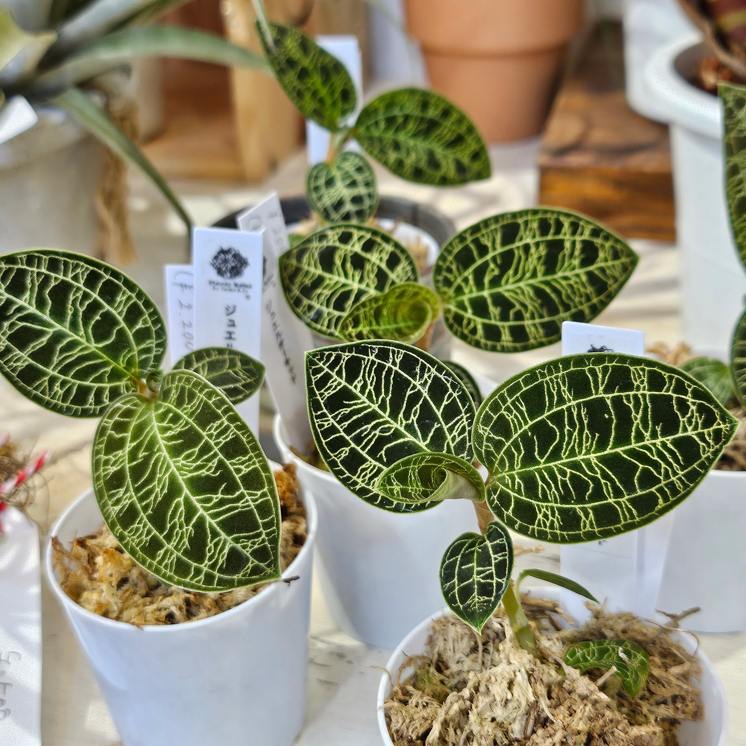 ジュエルオーキッド | Plants Baka - Online Shop