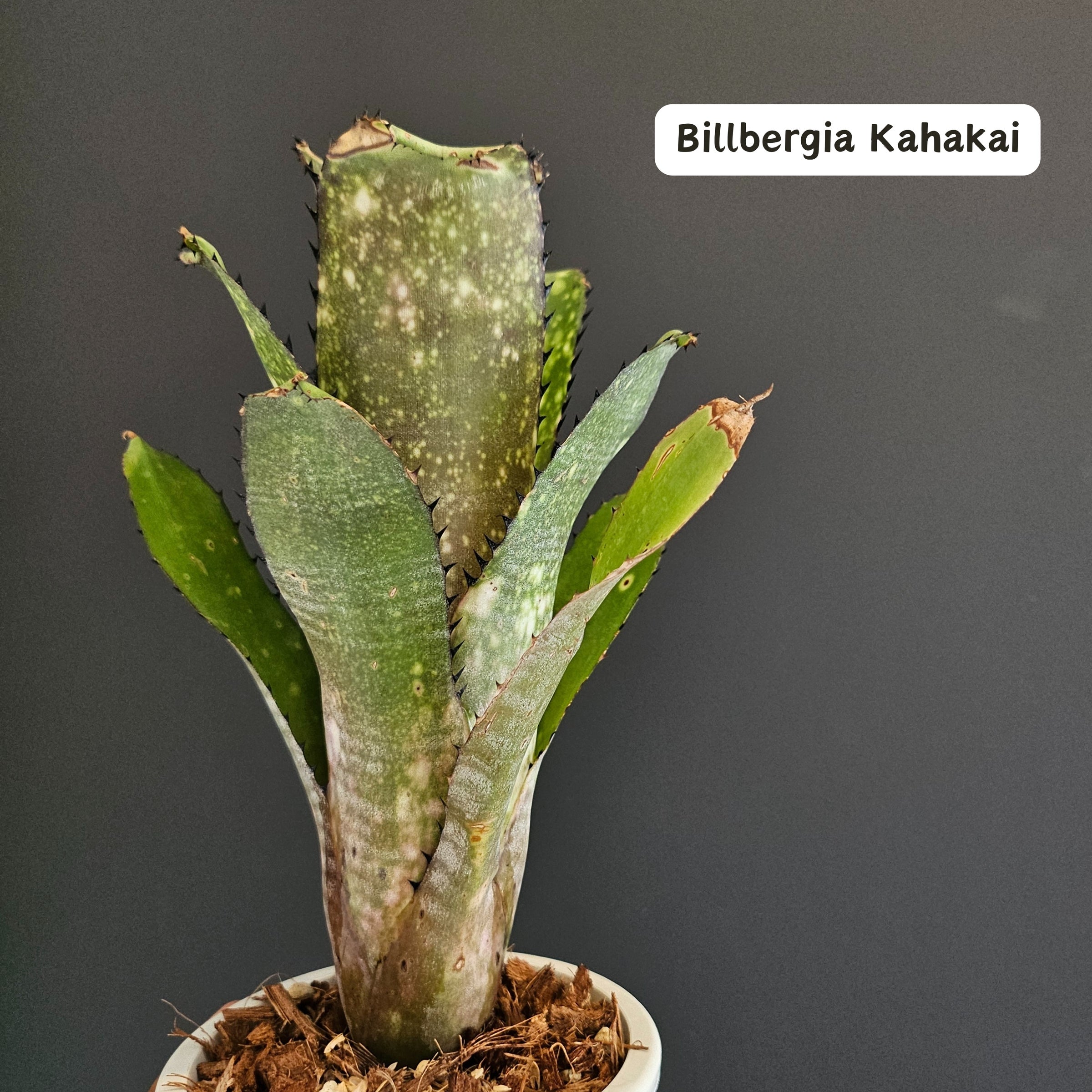 特大株　ビルベルギア② ビルベルギア Billbergia | Plants Baka - Online Shop