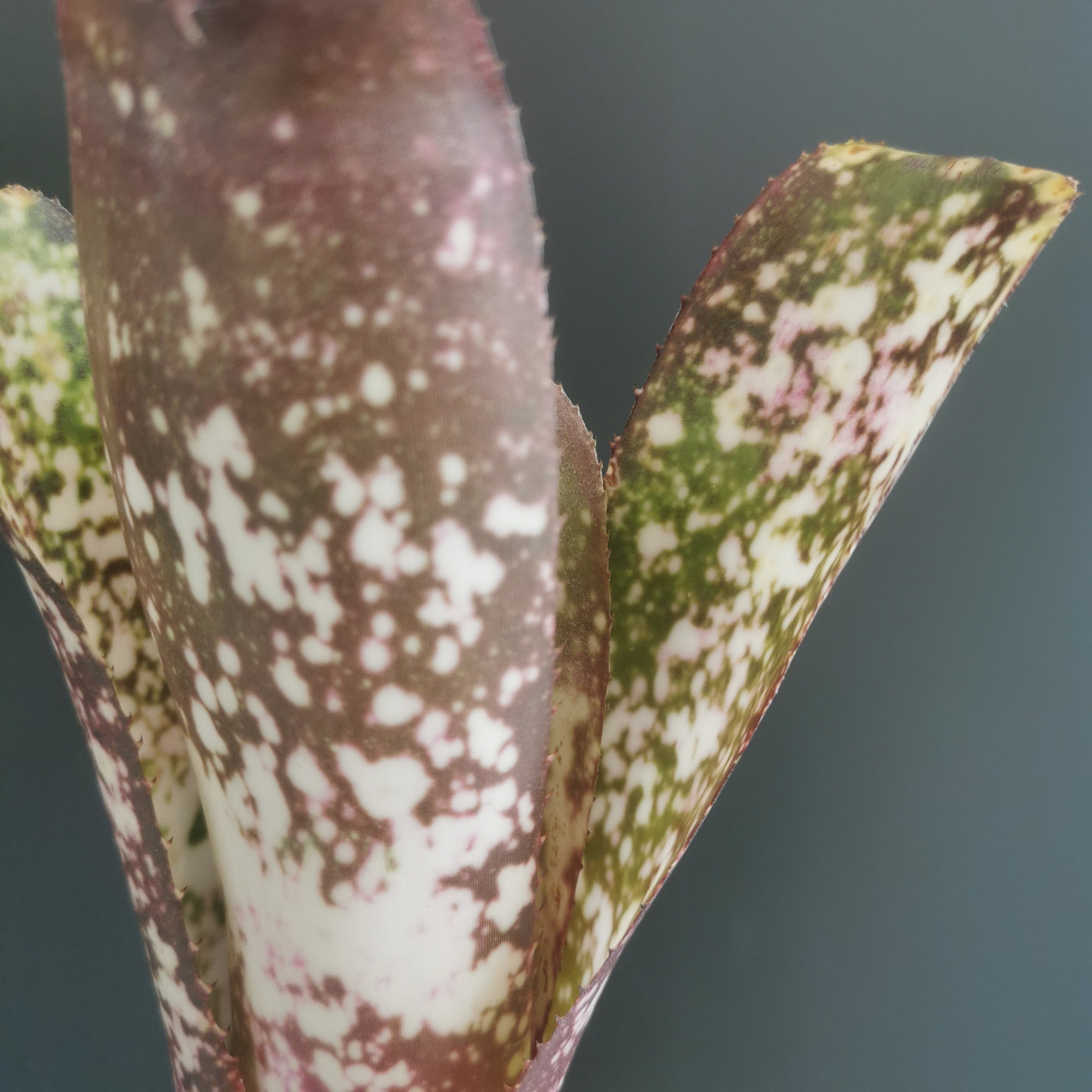 ビルベルギア Billbergia | Plants Baka - Online Shop