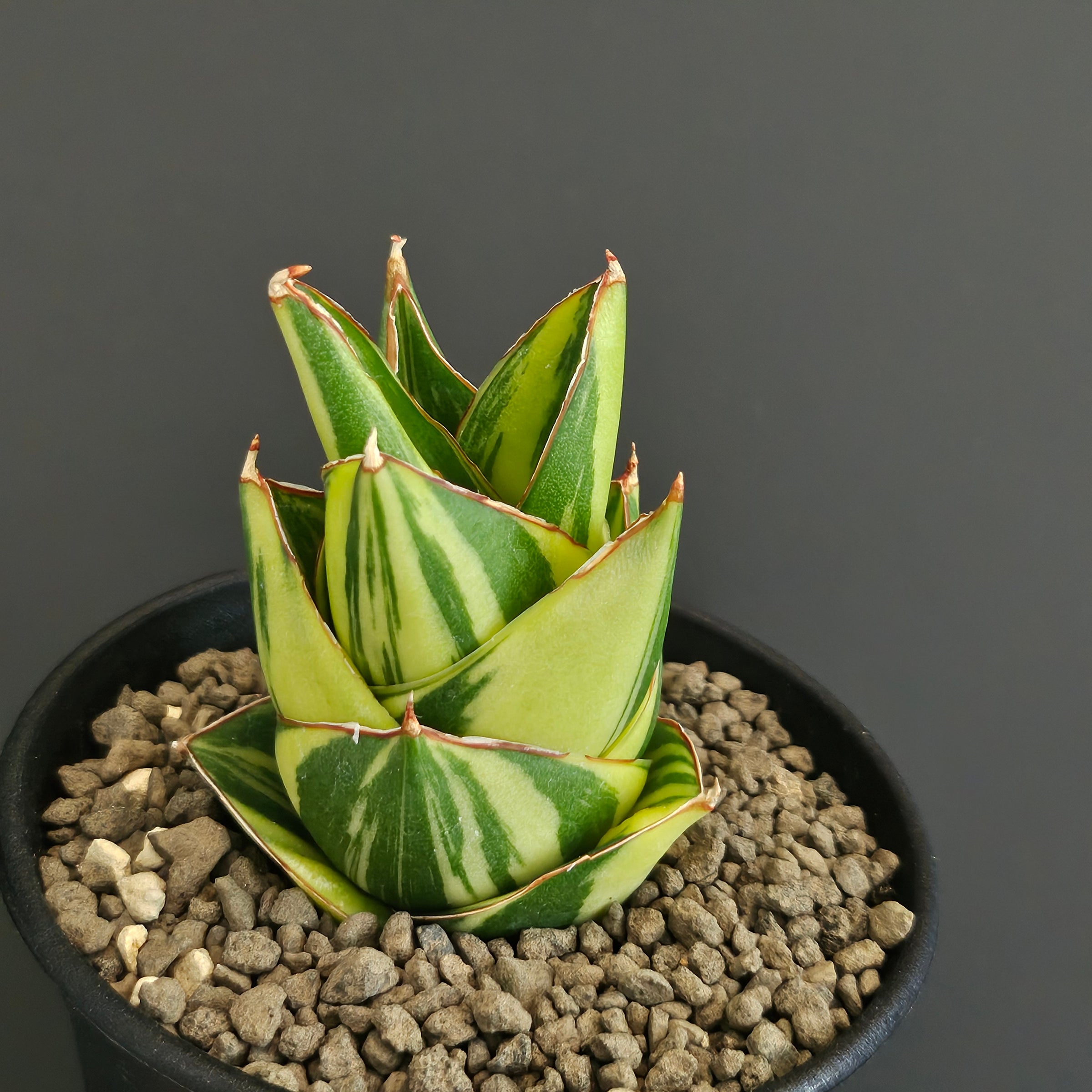 Home | Plants Baka - Online Shop