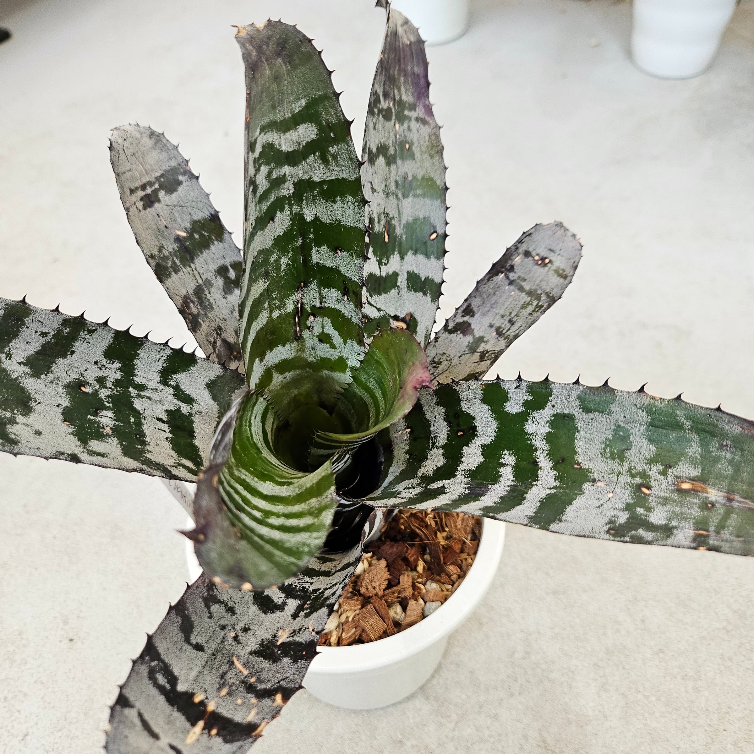 エクメア Aechmea (タンクブロメリア) | Plants Baka - Online Shop