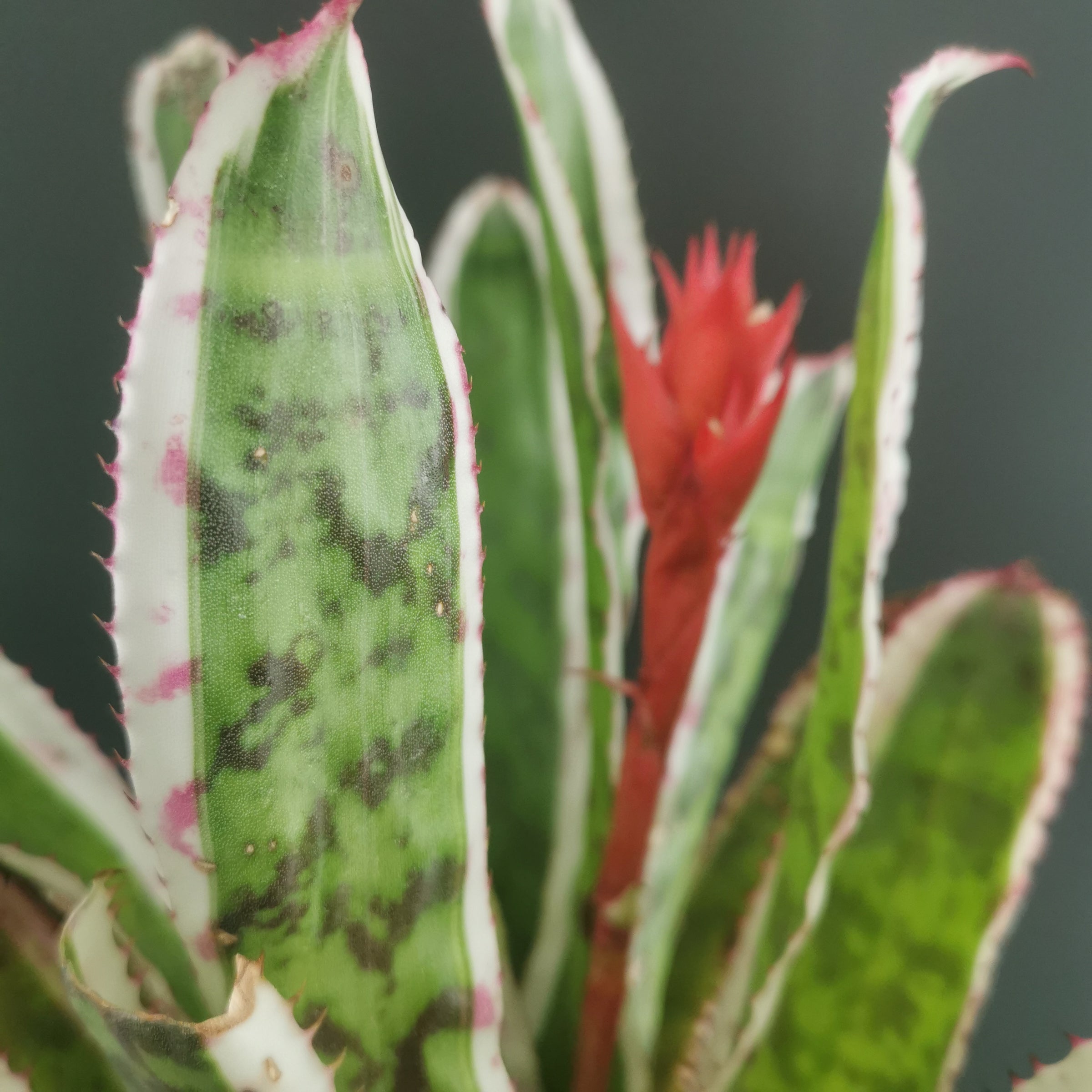 エクメア Aechmea (タンクブロメリア) | Plants Baka - Online Shop