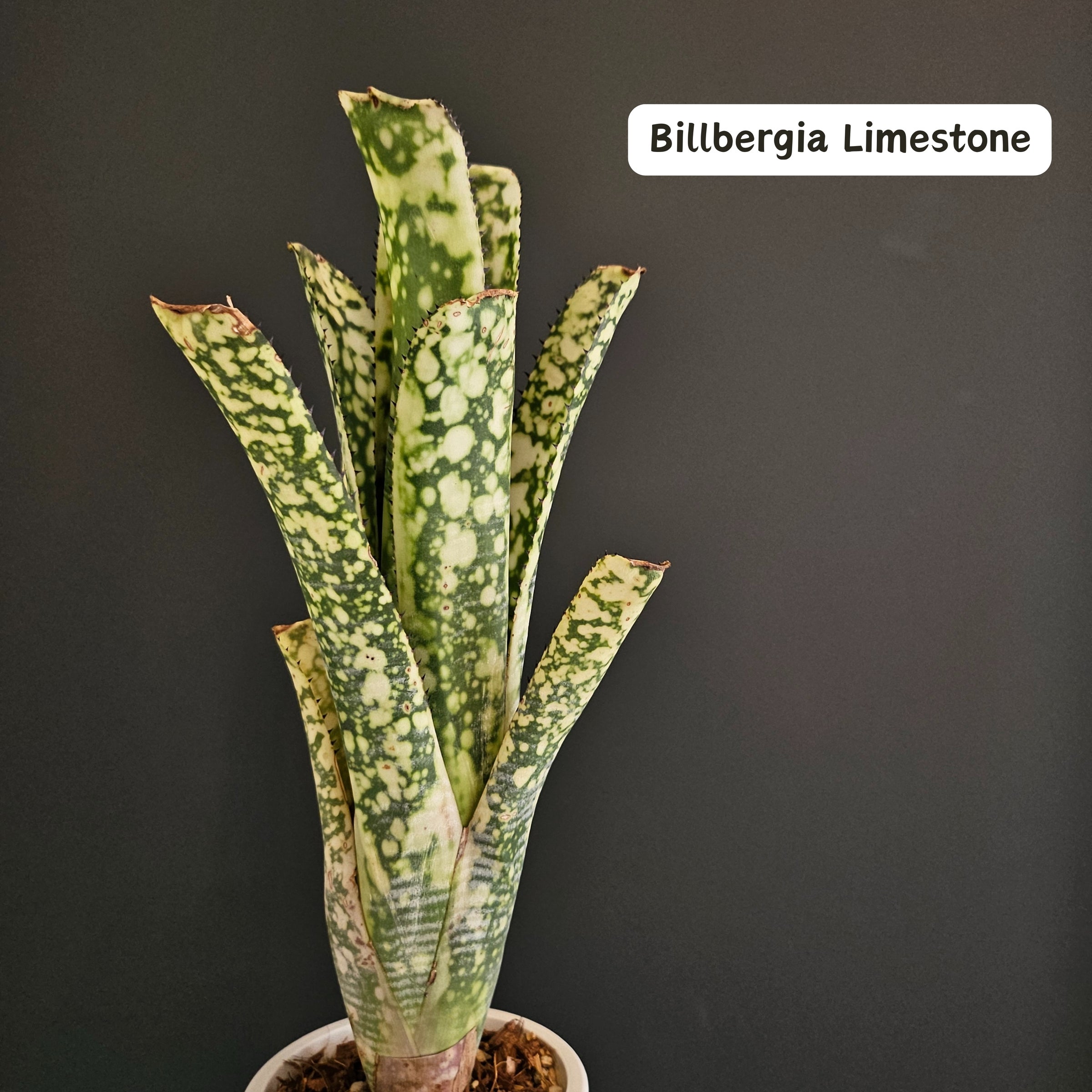 ビルベルギア Billbergia | Plants Baka - Online Shop