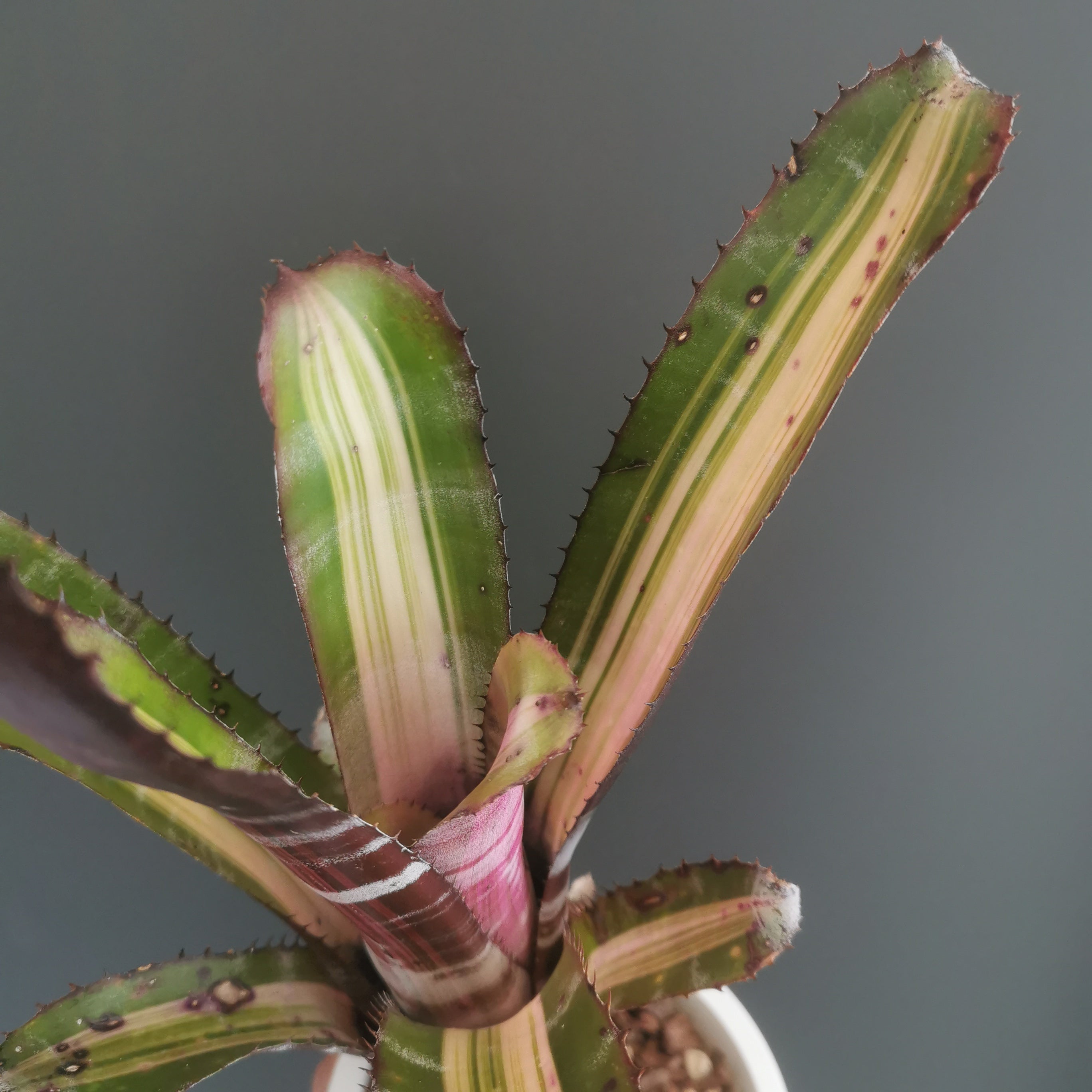 植物　タンクブロメリア　エクメア エクメア Aechmea (タンクブロメリア) | Plants Baka - Online Shop