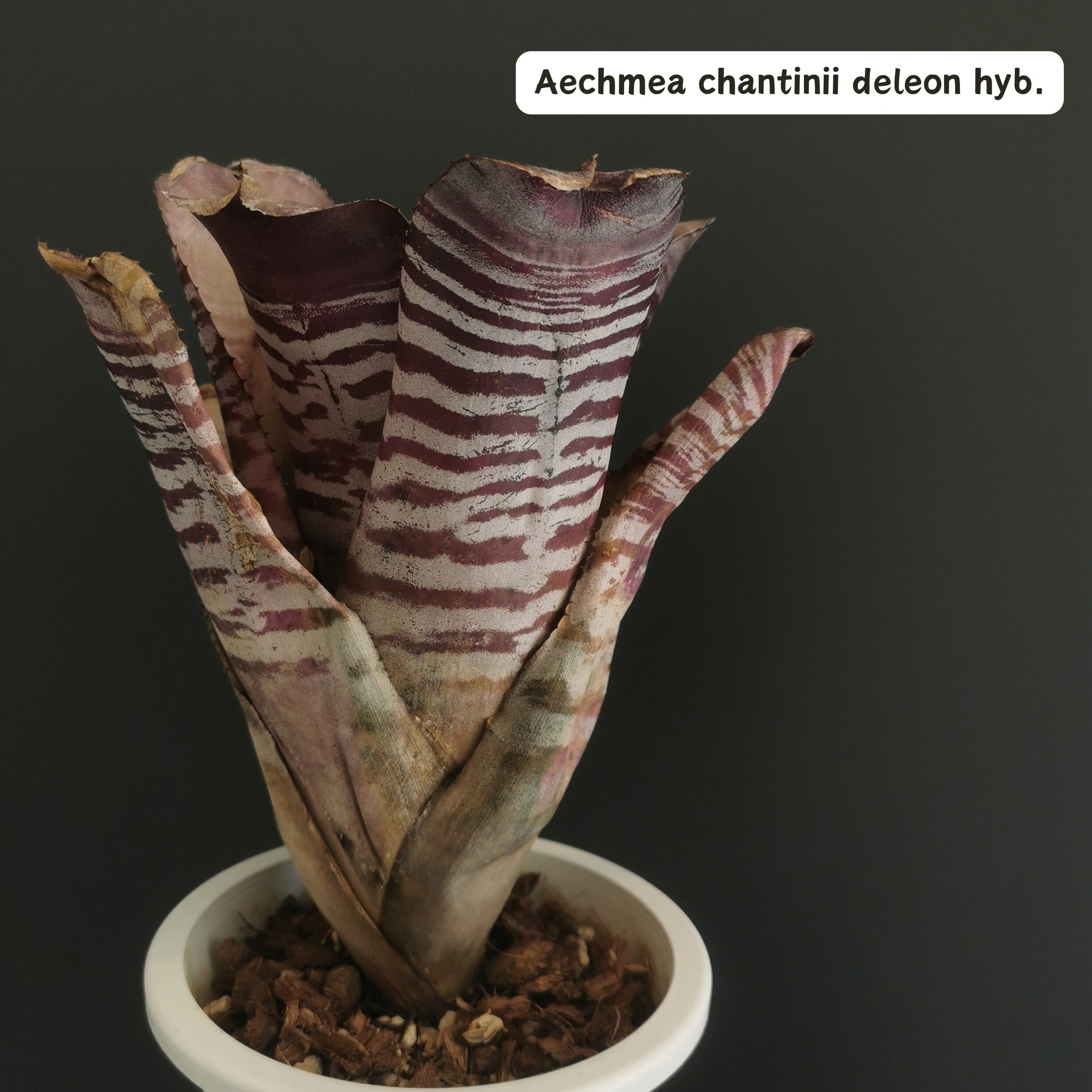 植物　タンクブロメリア　エクメア エクメア Aechmea (タンクブロメリア) | Plants Baka - Online Shop