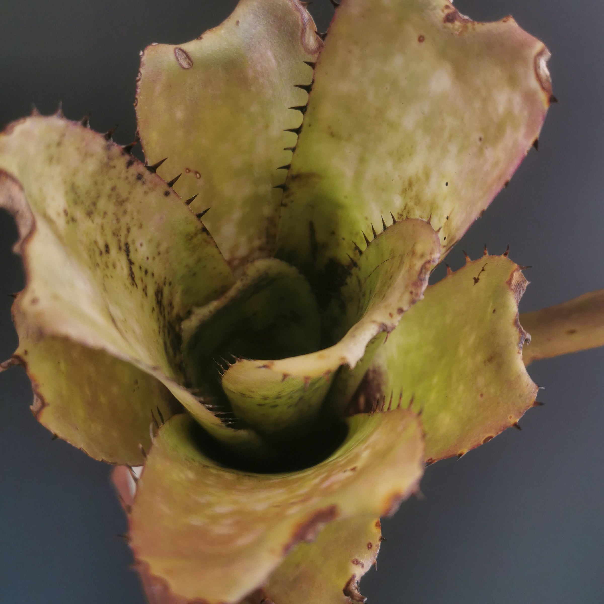 ビルベルギア Billbergia | Plants Baka - Online Shop