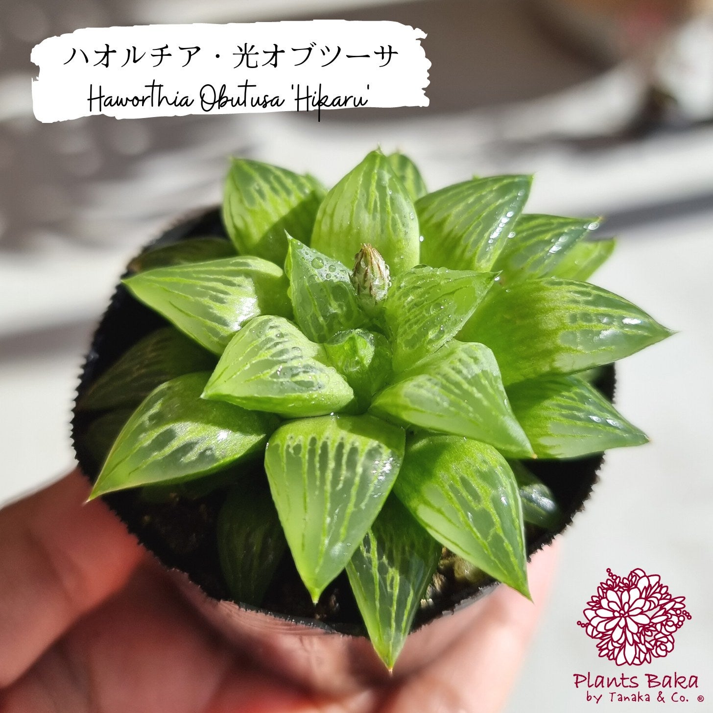 バラ売り可能】パルナシウス・アッコ・ツライシャニ（1ペア