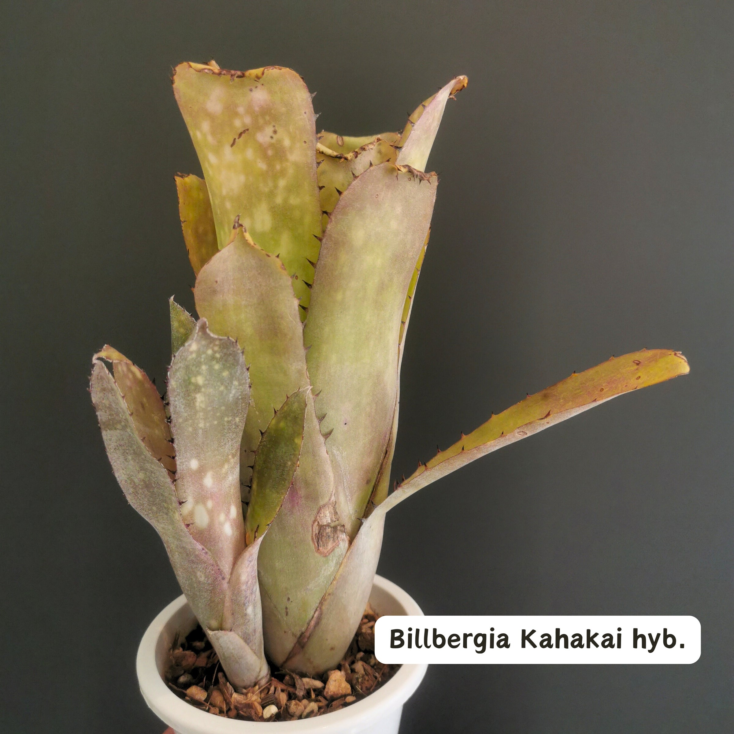 ビルベルギア Billbergia | Plants Baka - Online Shop