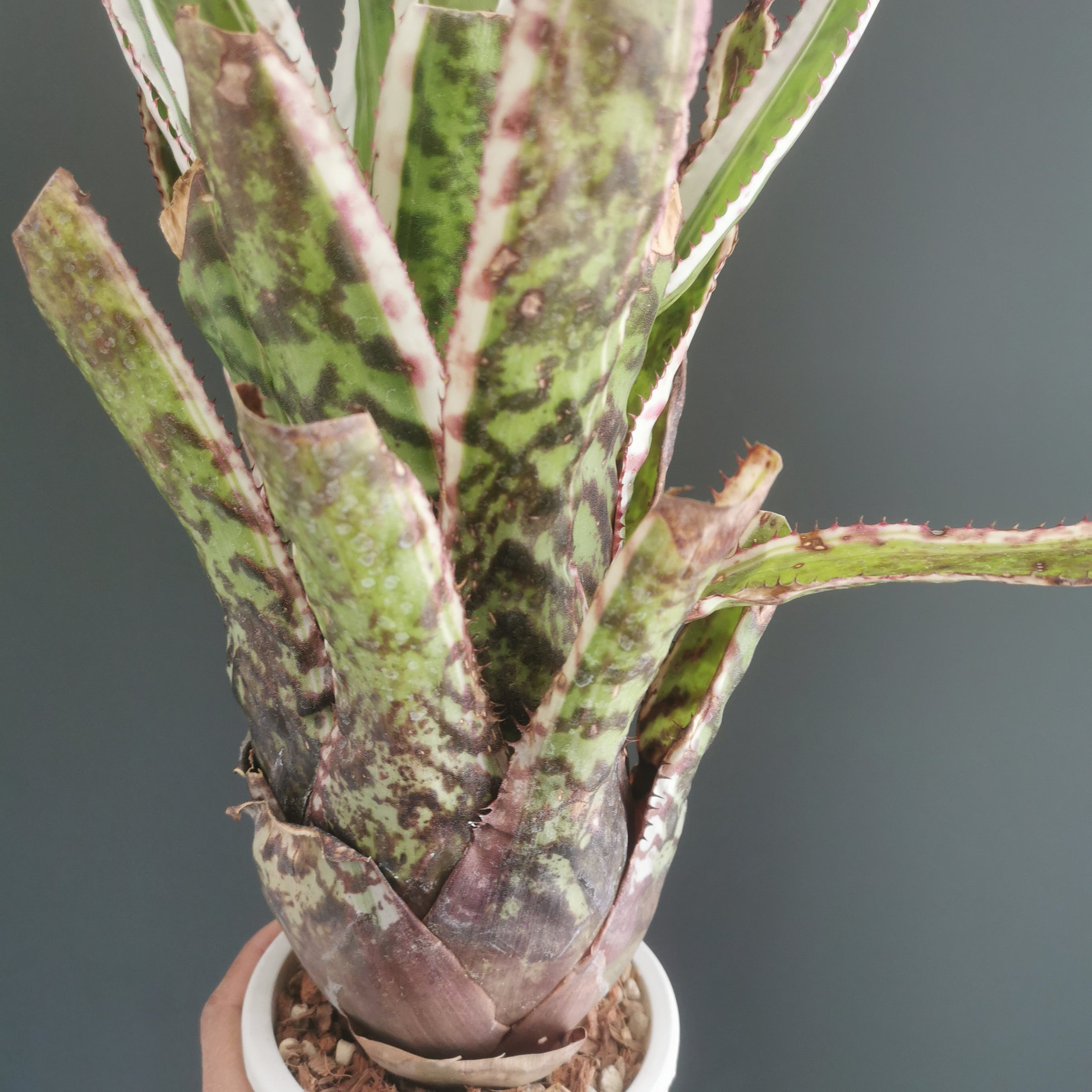 エクメア Aechmea (タンクブロメリア) | Plants Baka - Online Shop